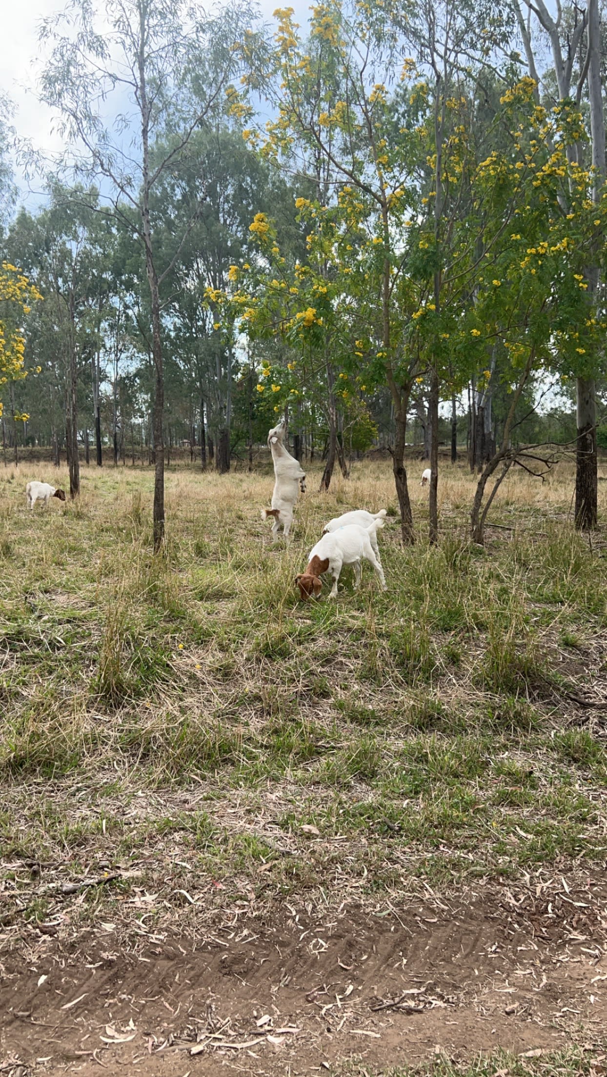 Rocky Creek Homestead