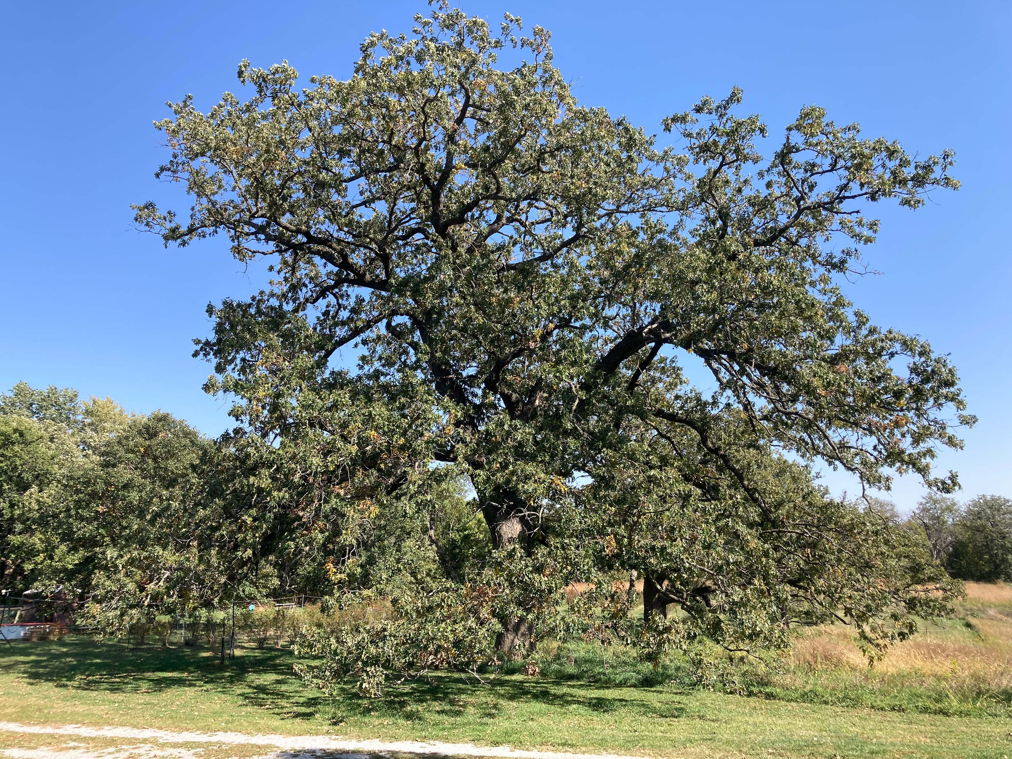 Blueberry Farm on a Hill