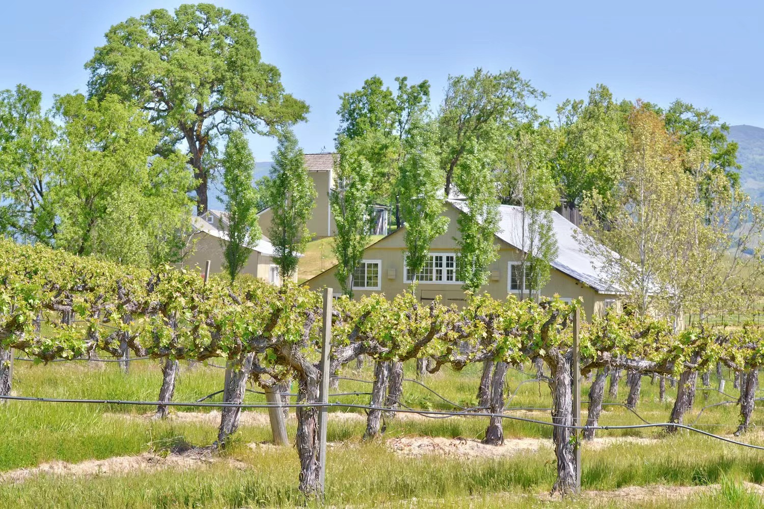 Vineyard Camping with Dome Access