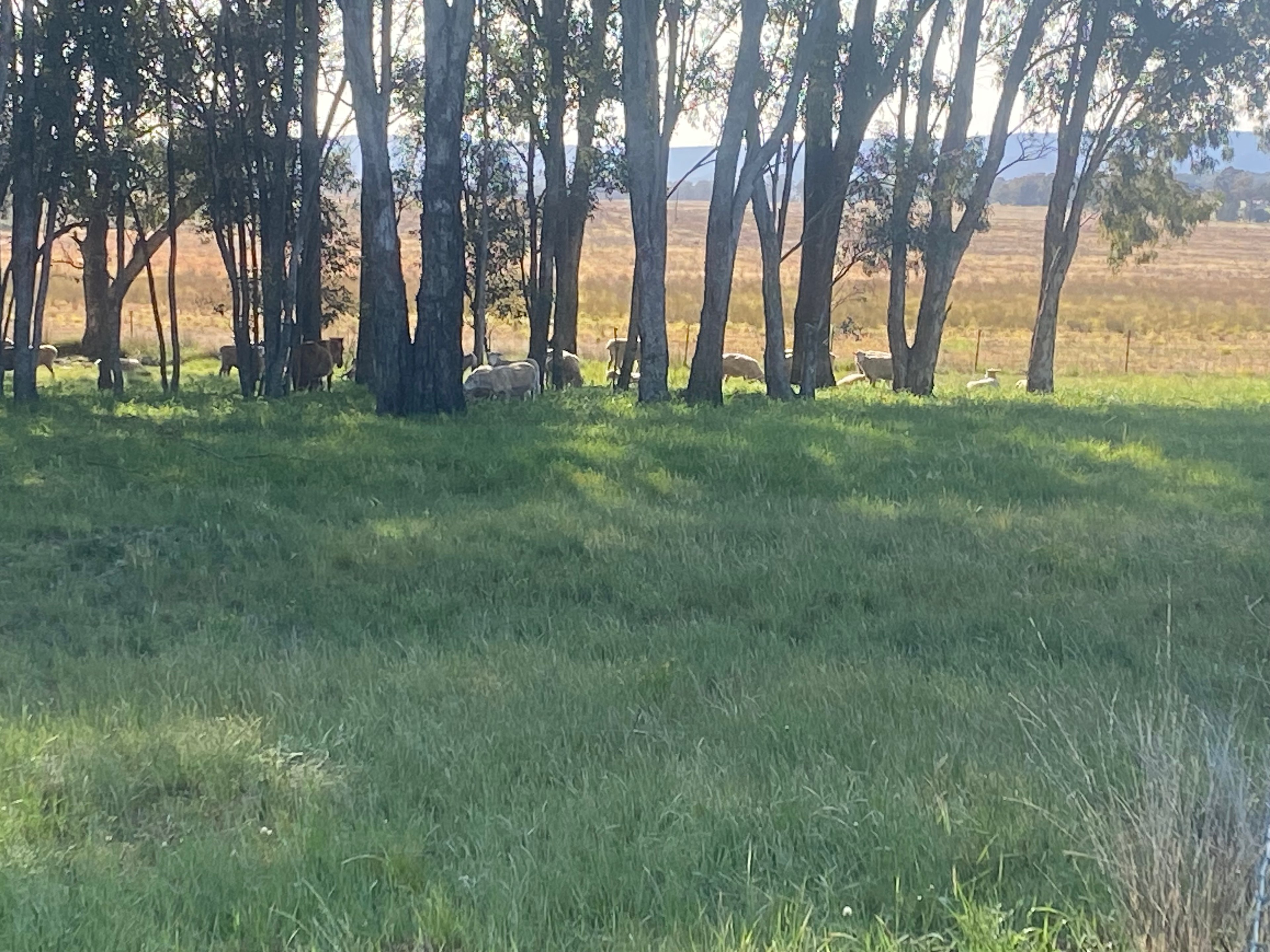 Burrill Creek Camping