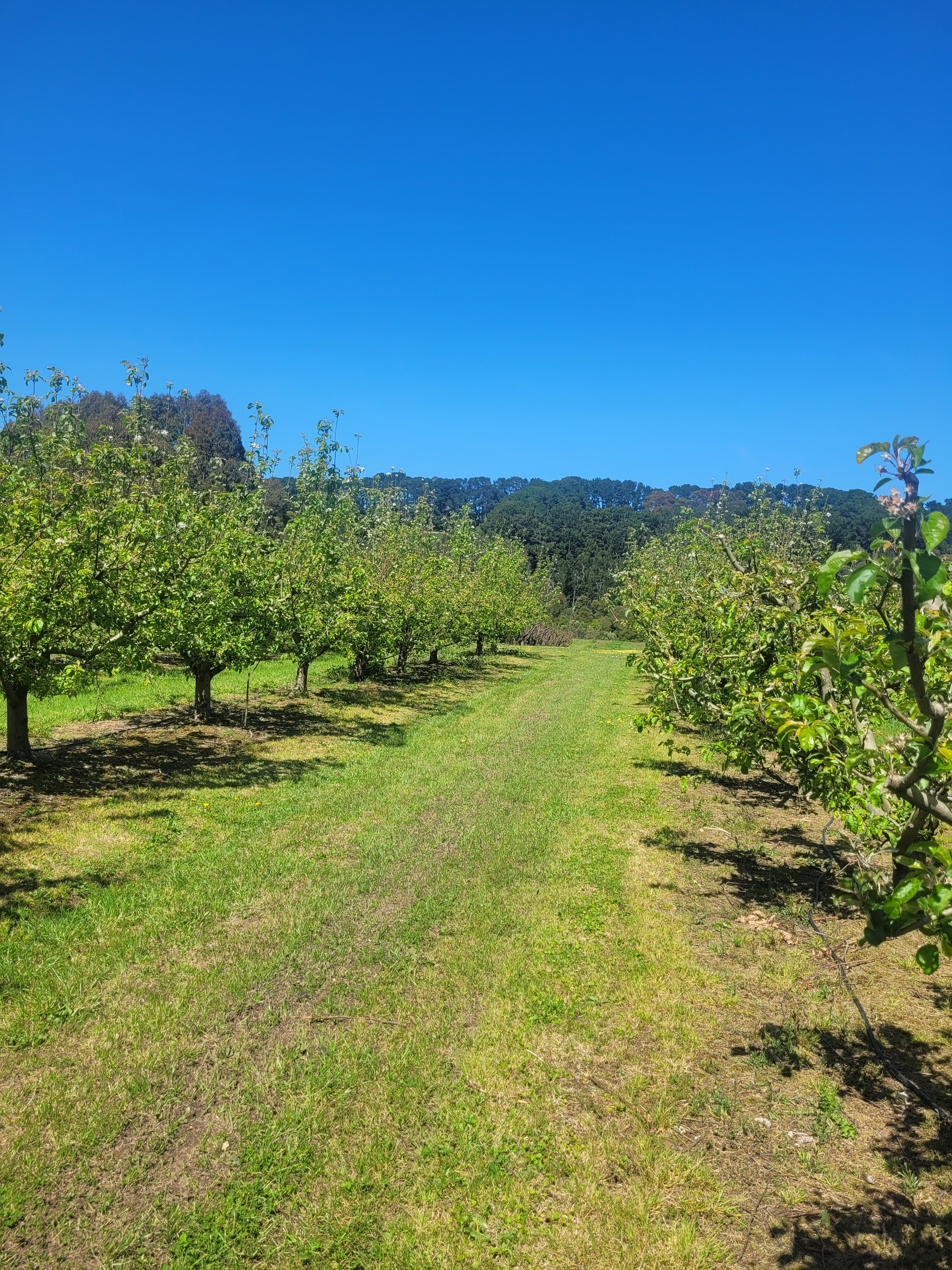 Red Hill Orchard Farm Stay