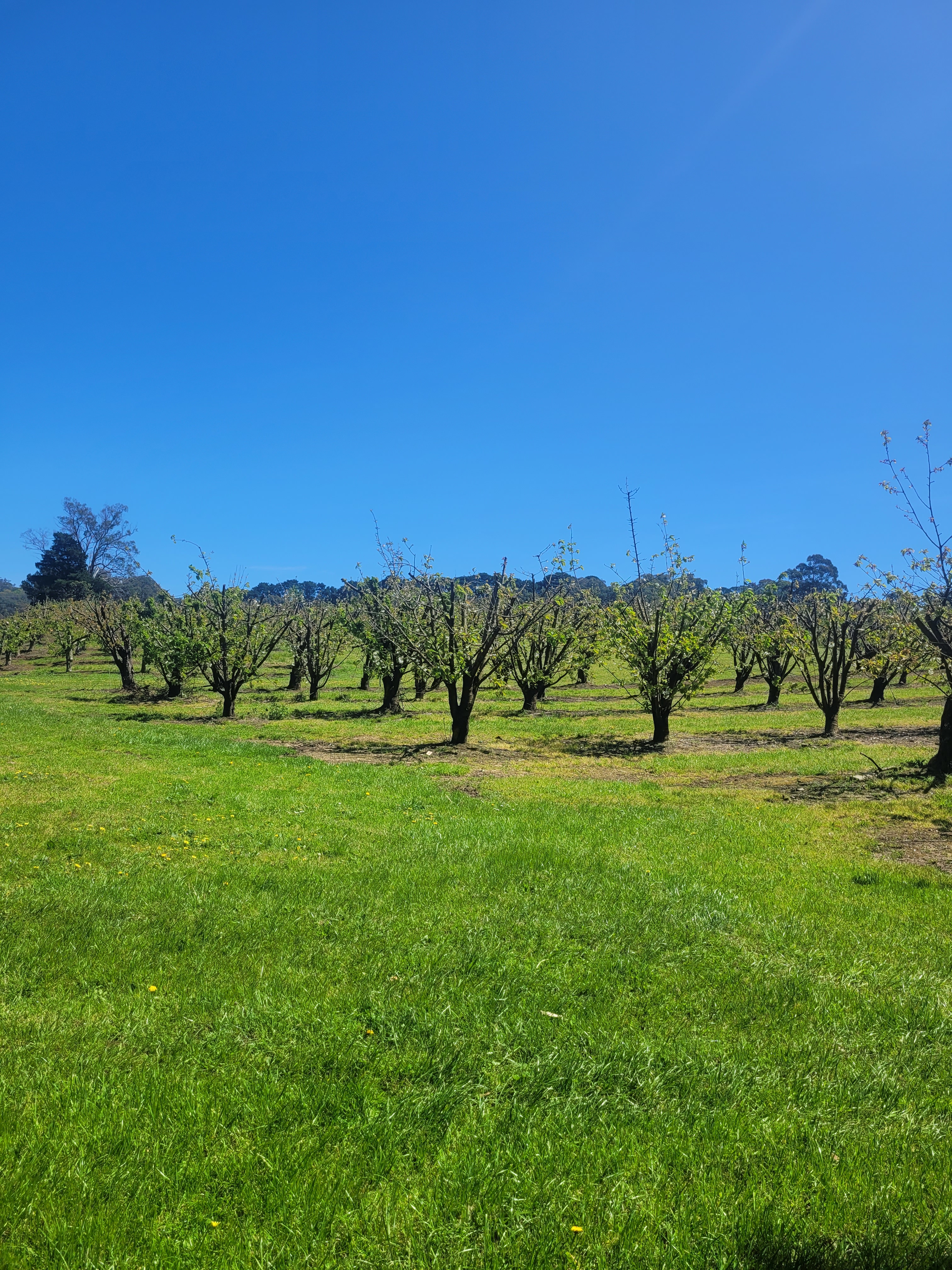 Red Hill Orchard Farm Stay