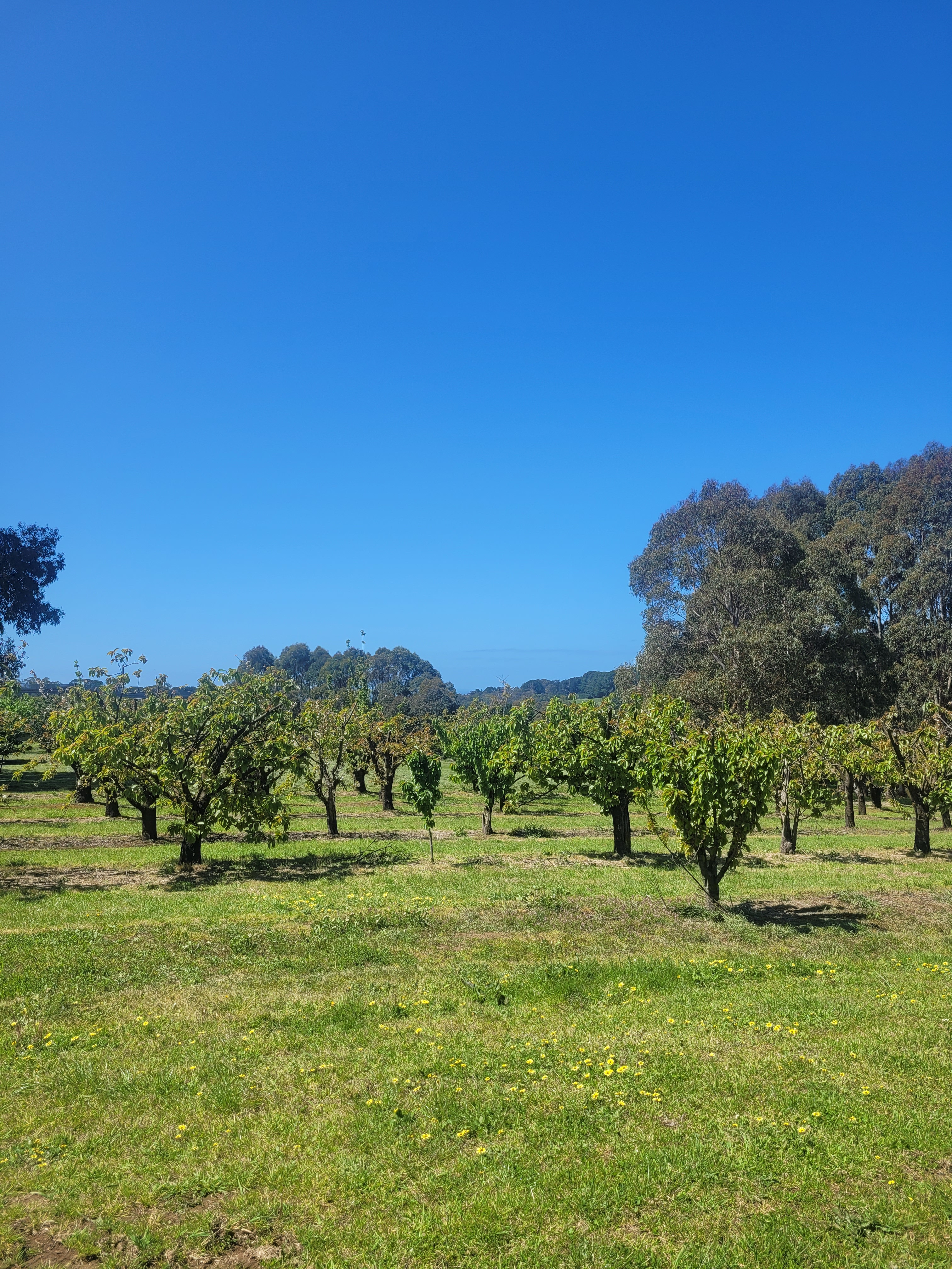 Red Hill Orchard Farm Stay