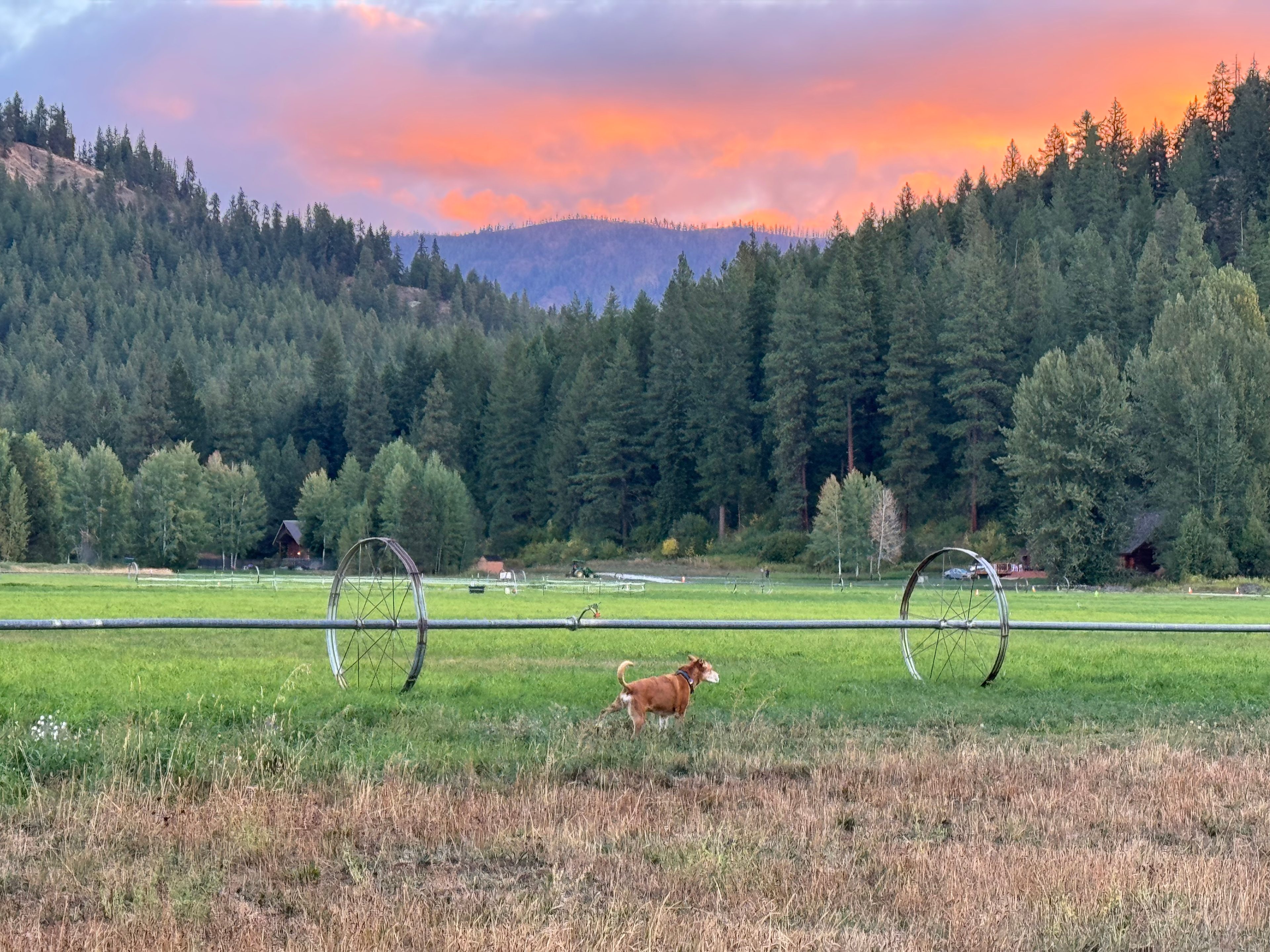 Camp Happy Dogs!  Plain Wa.