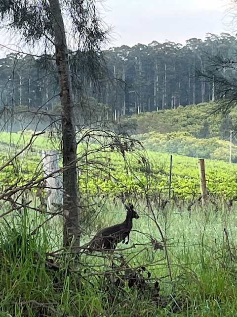 Mountford Wines & Cider Pemberton