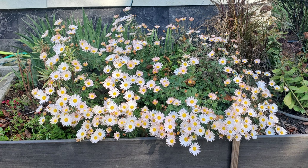 Mountain View RV Pad and Tent Site