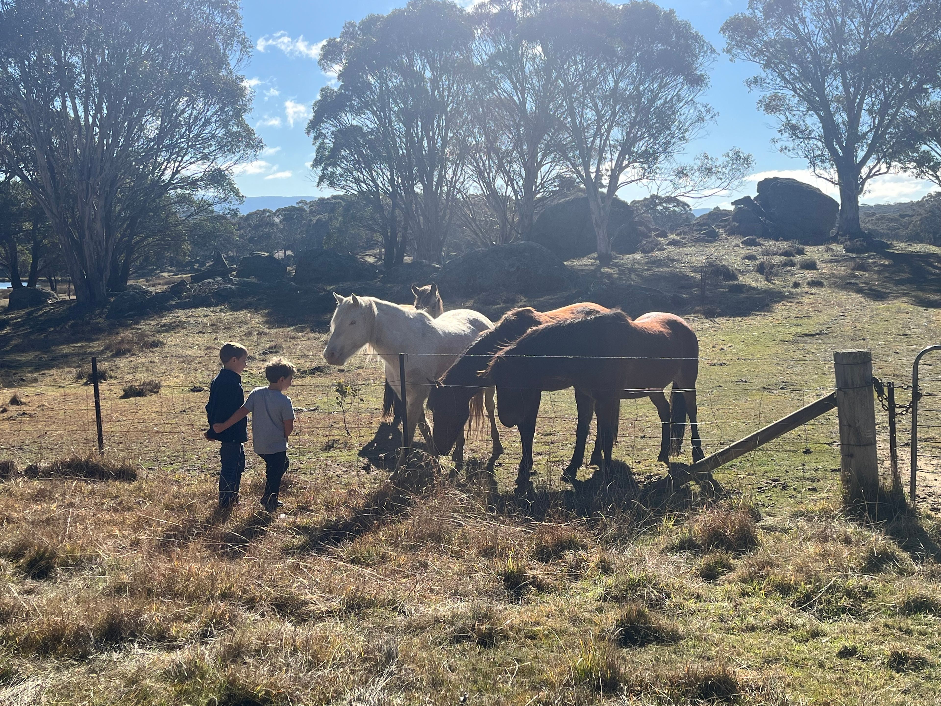 The local brumbies, great for kids feeding carrots 🥕 