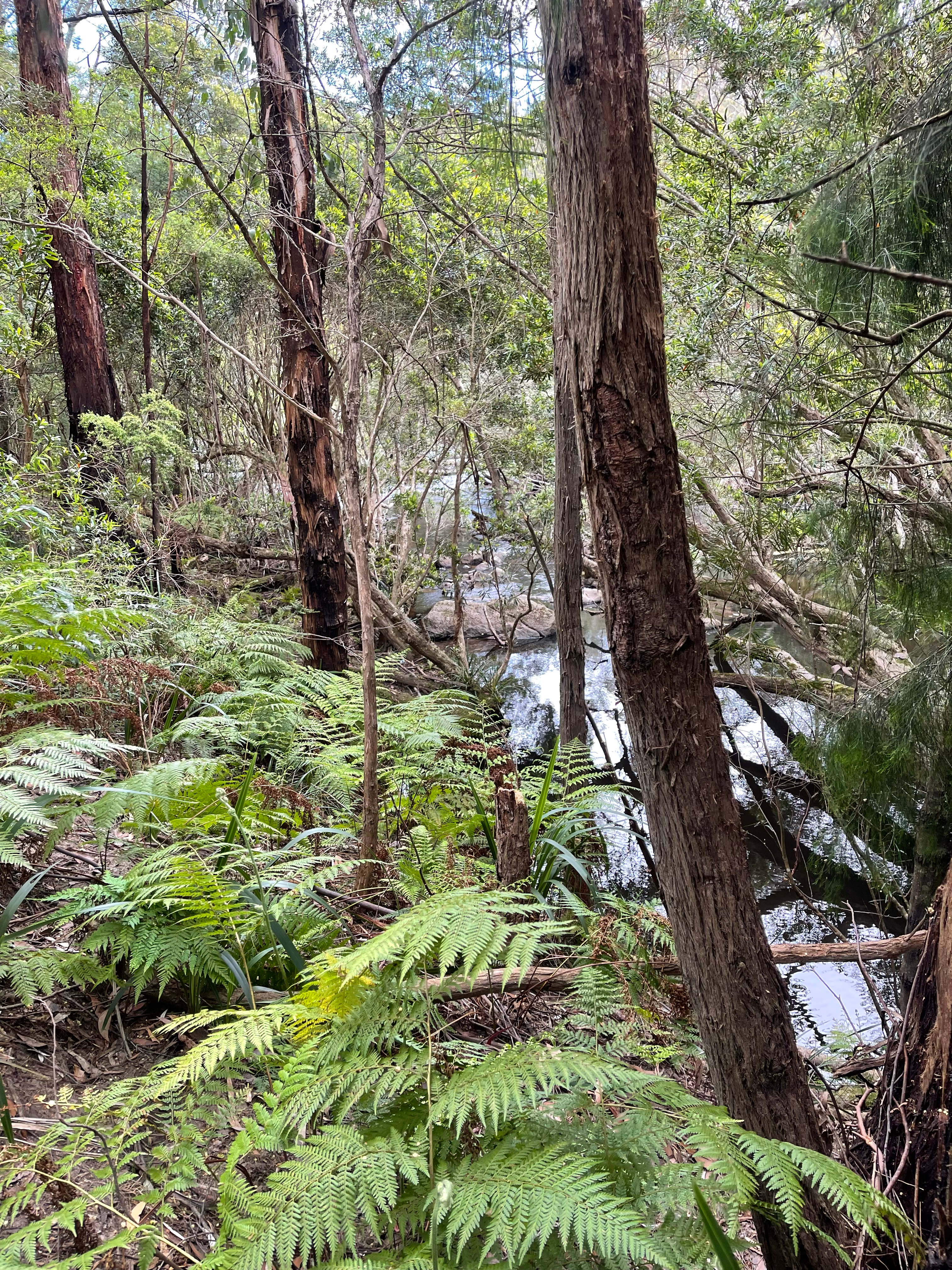 The Old Blackwood Mill