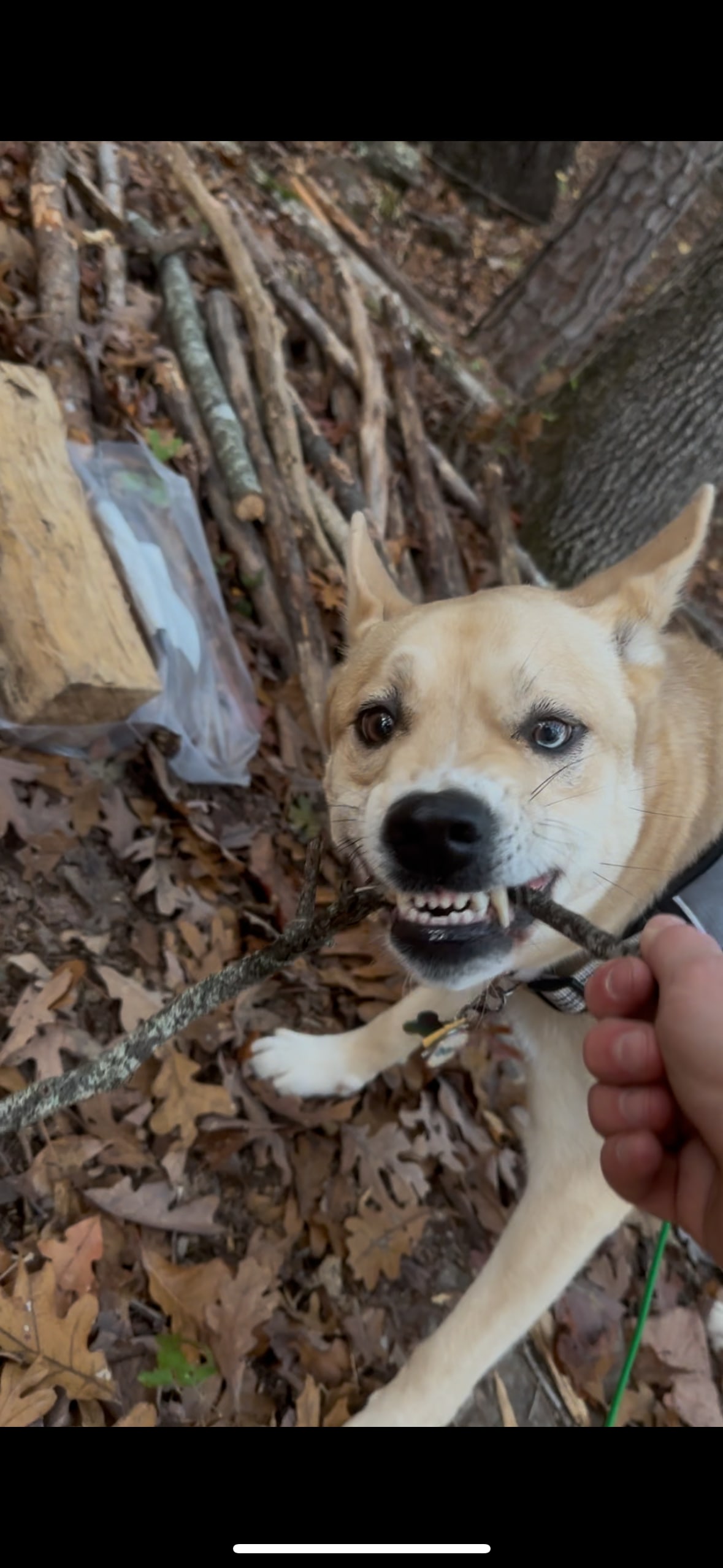 Forest at Sand Mountain