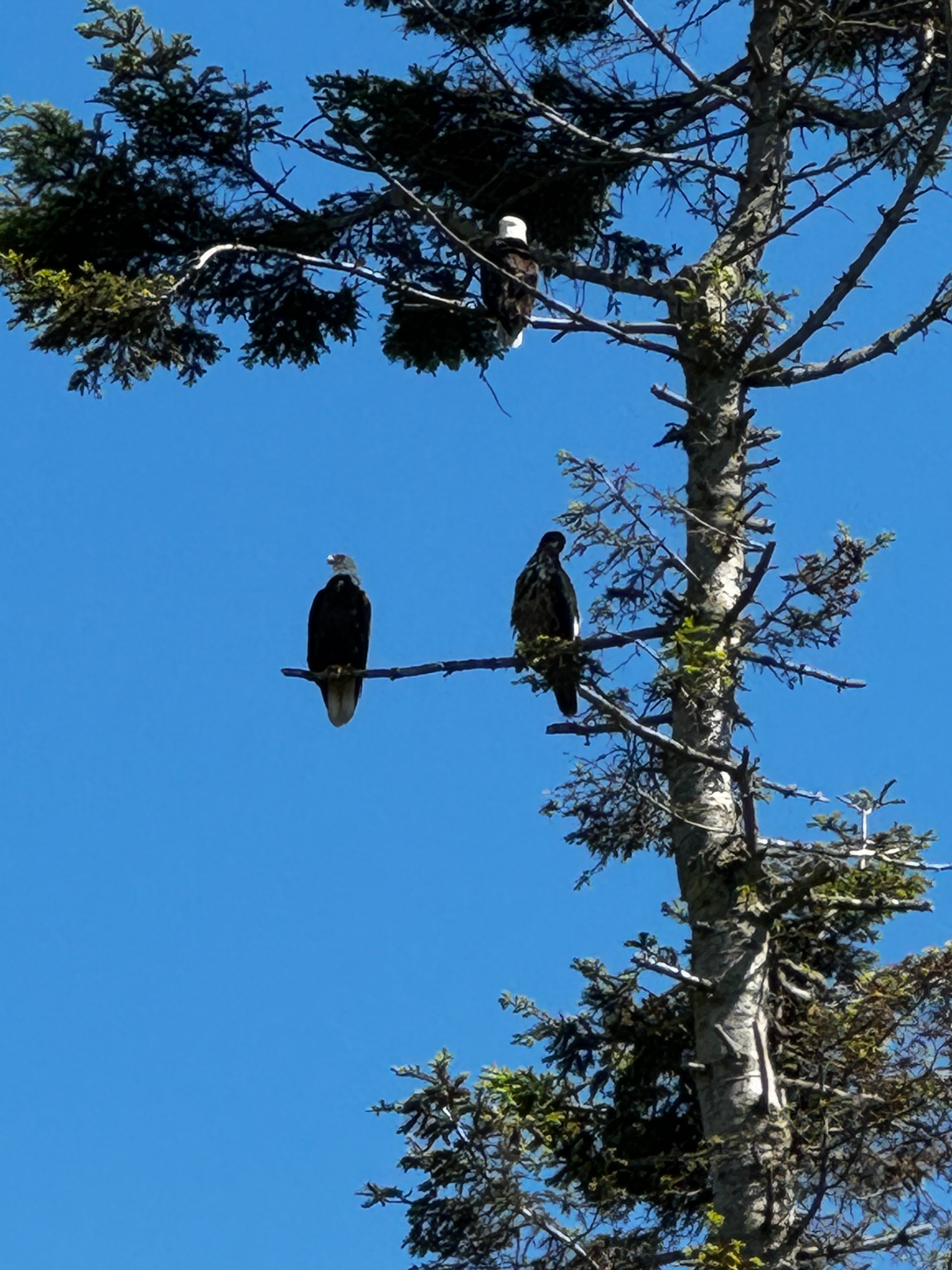 Whidbey Highland Farm