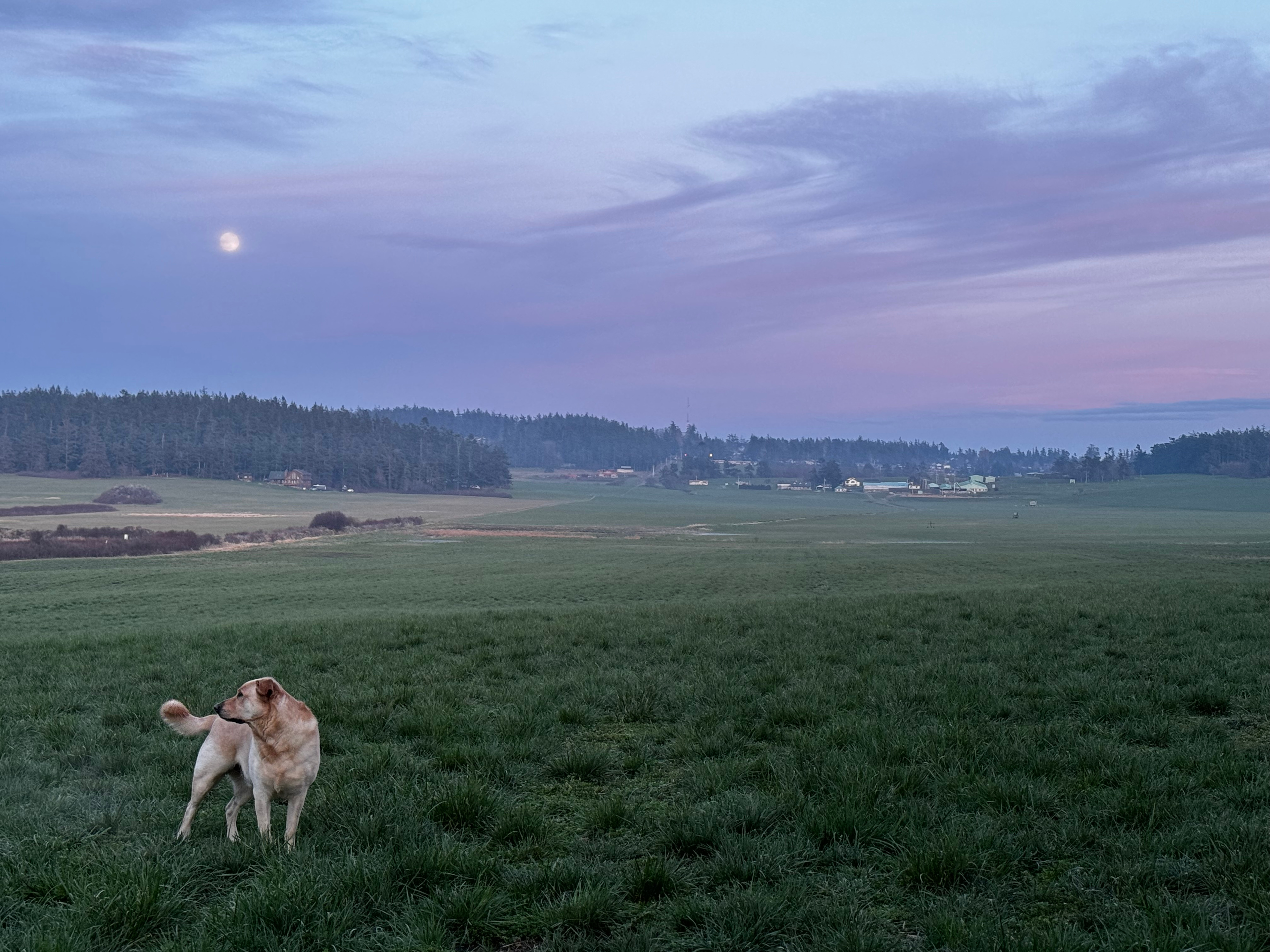 Whidbey Highland Farm