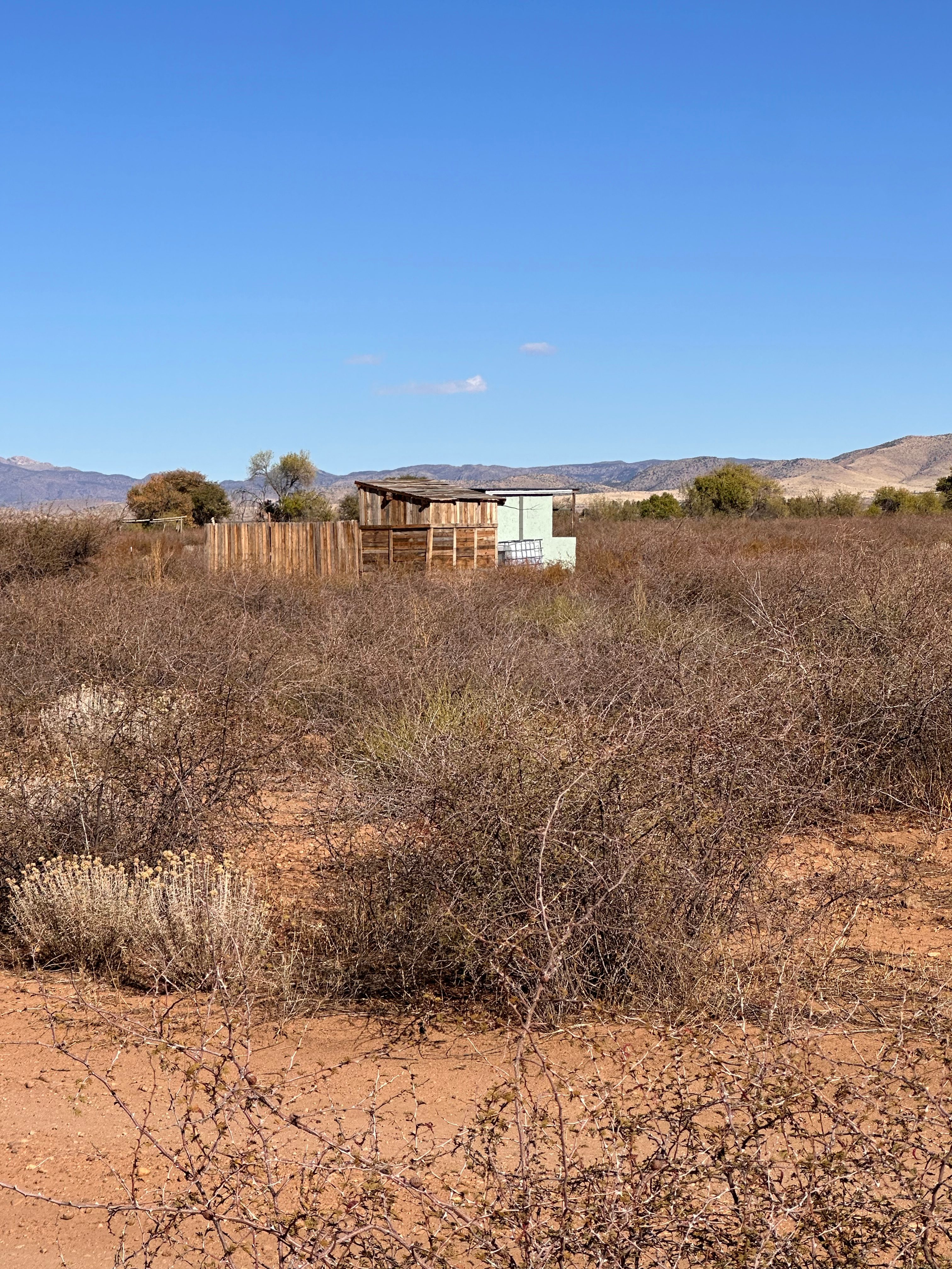Scrub brush and Catclaw throughout the five acres. 