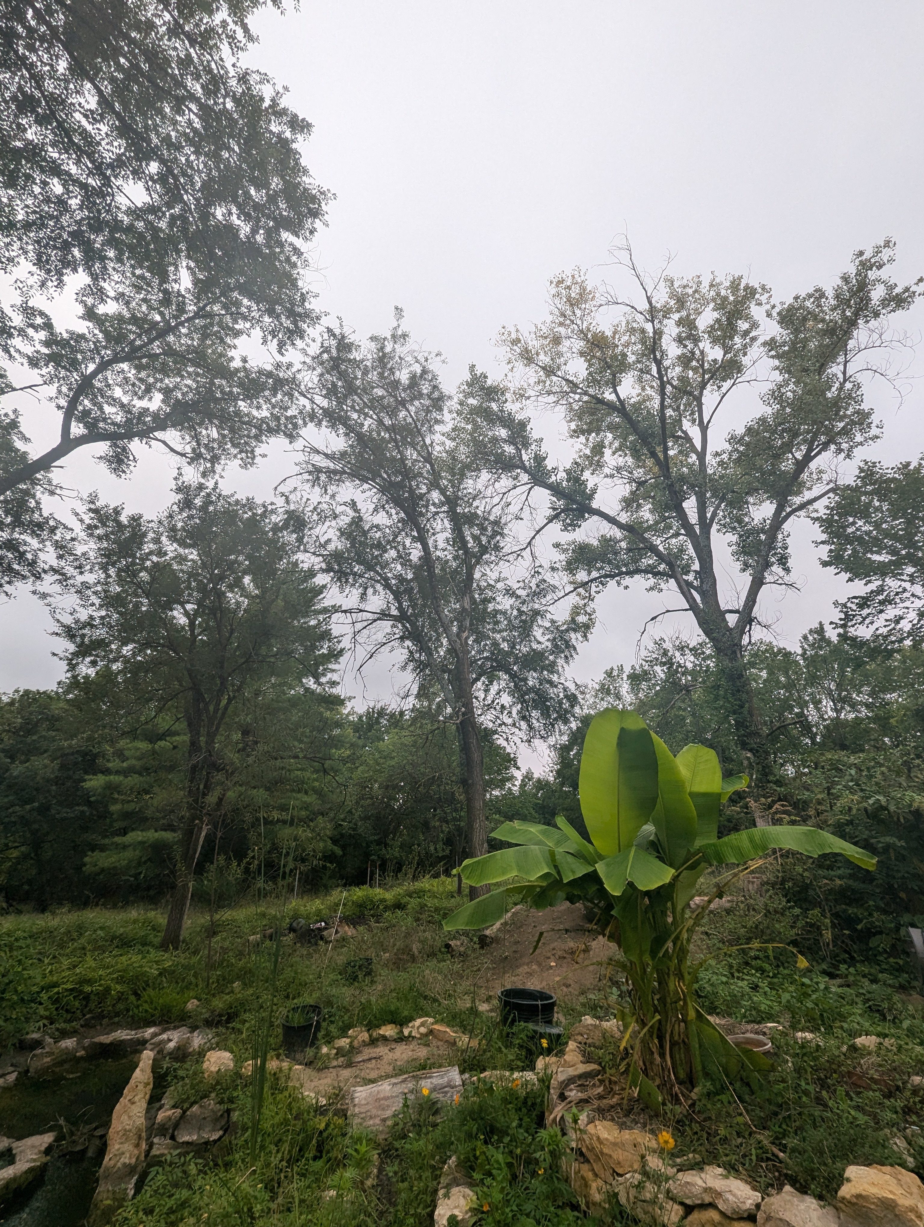 Dancing Leaves Forest