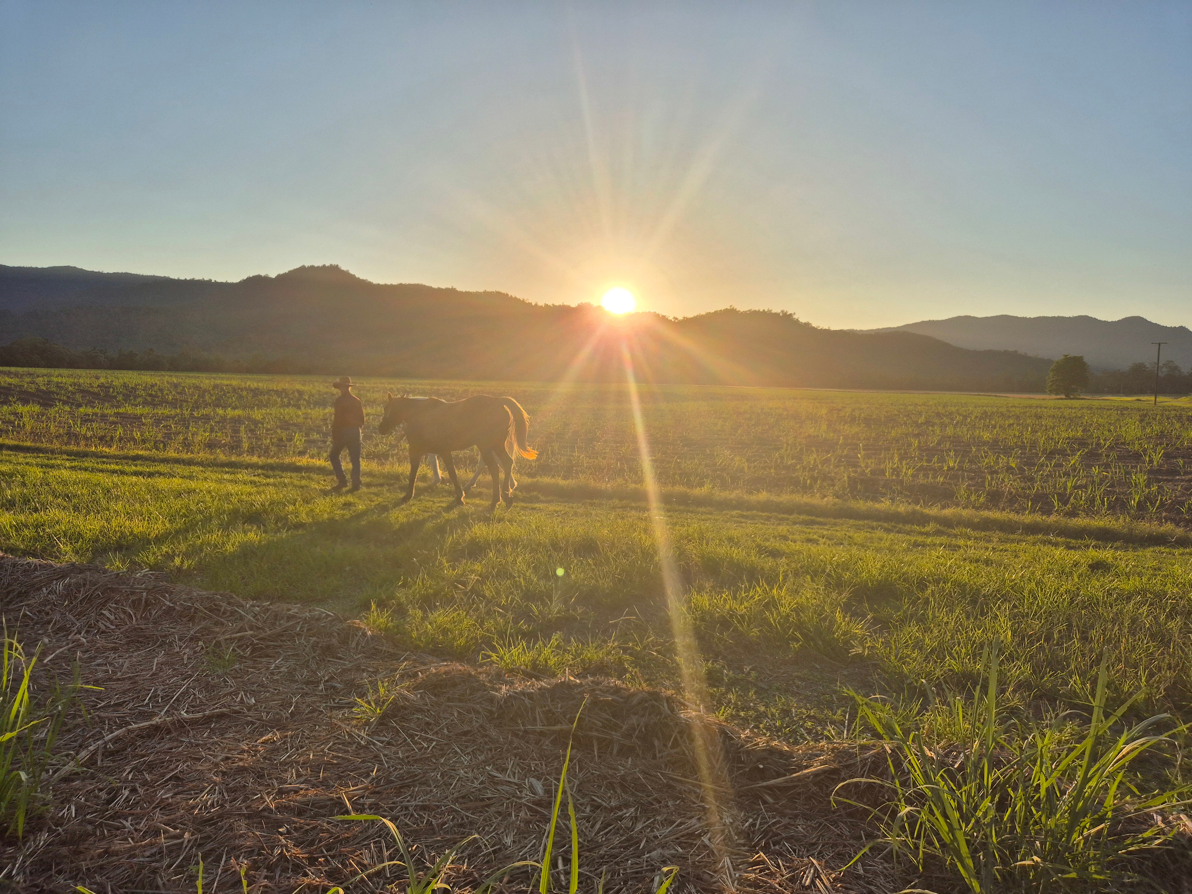 Herbert River Valley Pastures