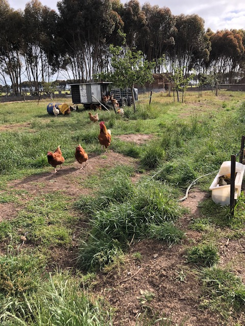 MacKinnon'sBridge veggie patch Camp