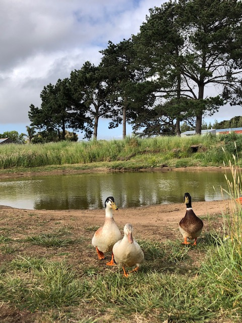 MacKinnon'sBridge veggie patch Camp