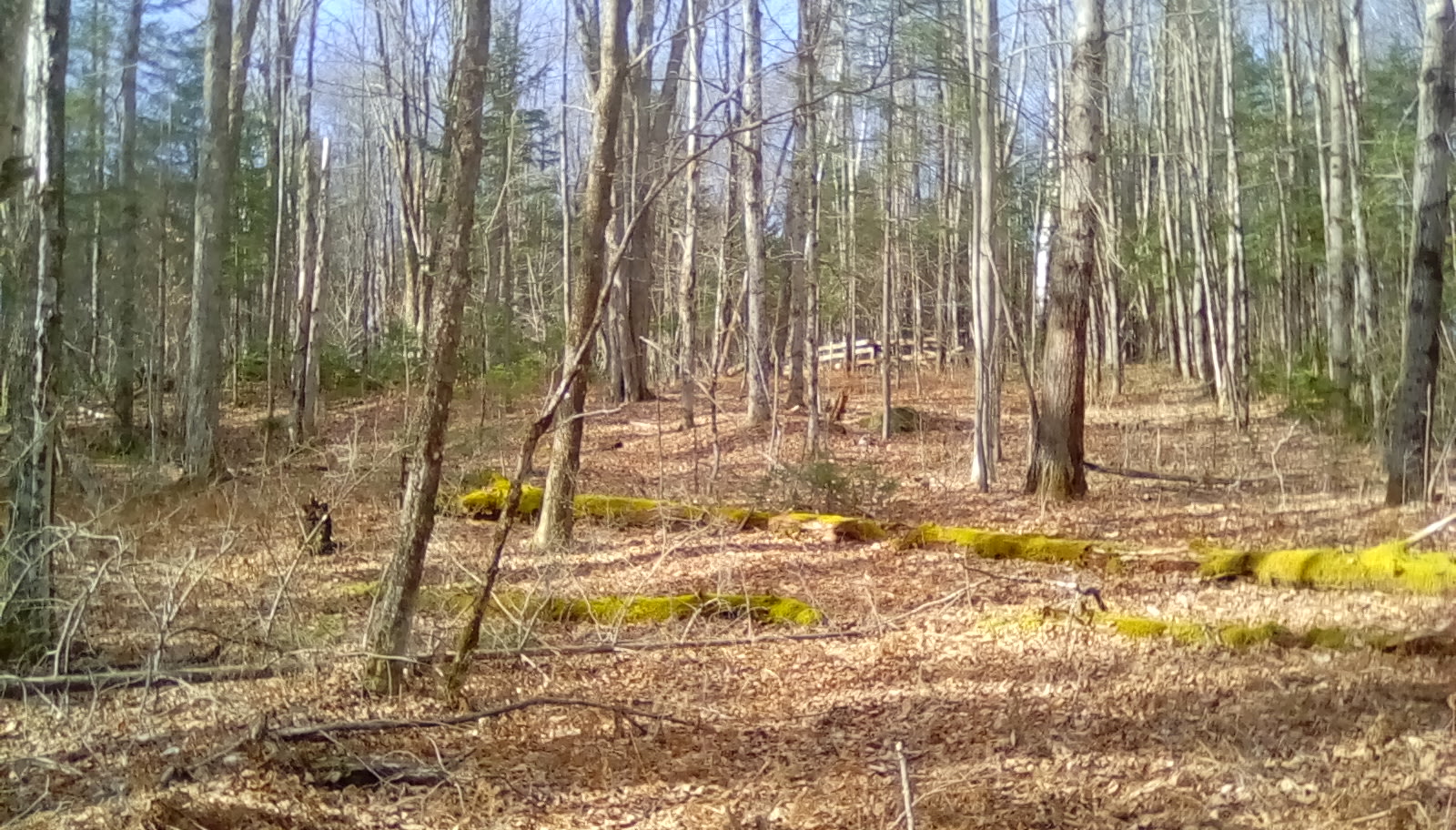 Down to earth Tenting.