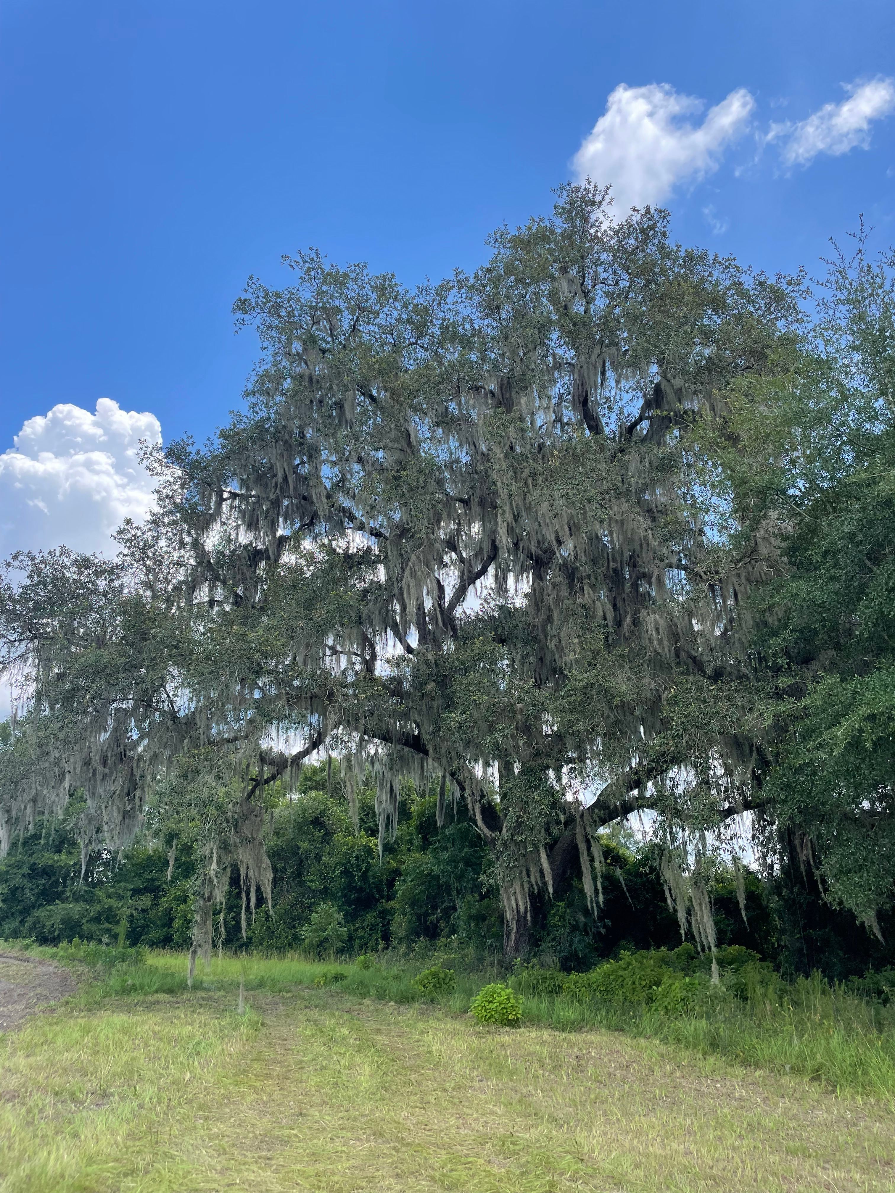 Spanish Moss Retreat