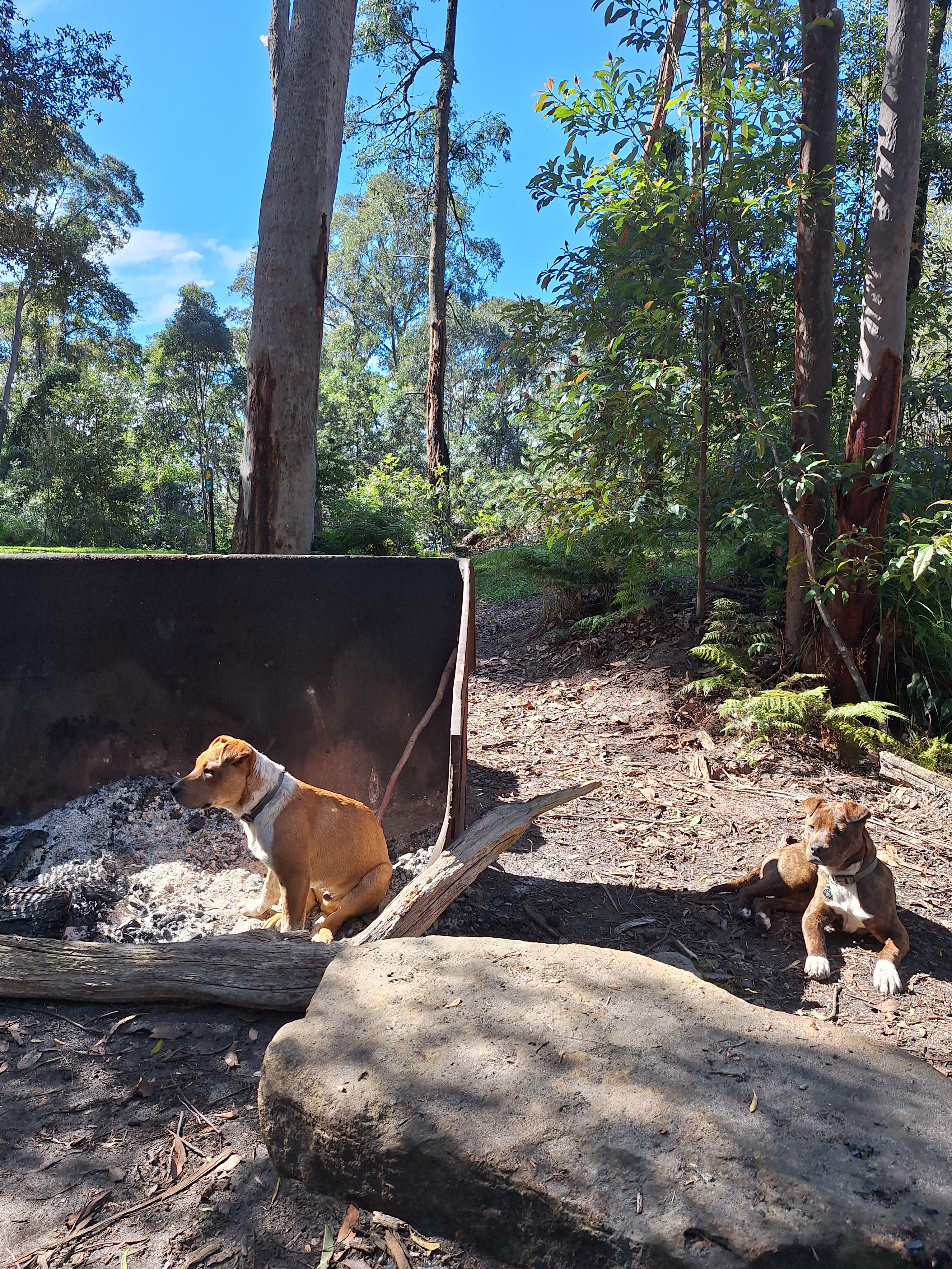 Puppers drying off from their morning swim by last night's fire.. (Sister is happy near the fire, while idiot Brother chose to sit directly *in* the still smouldering embers)