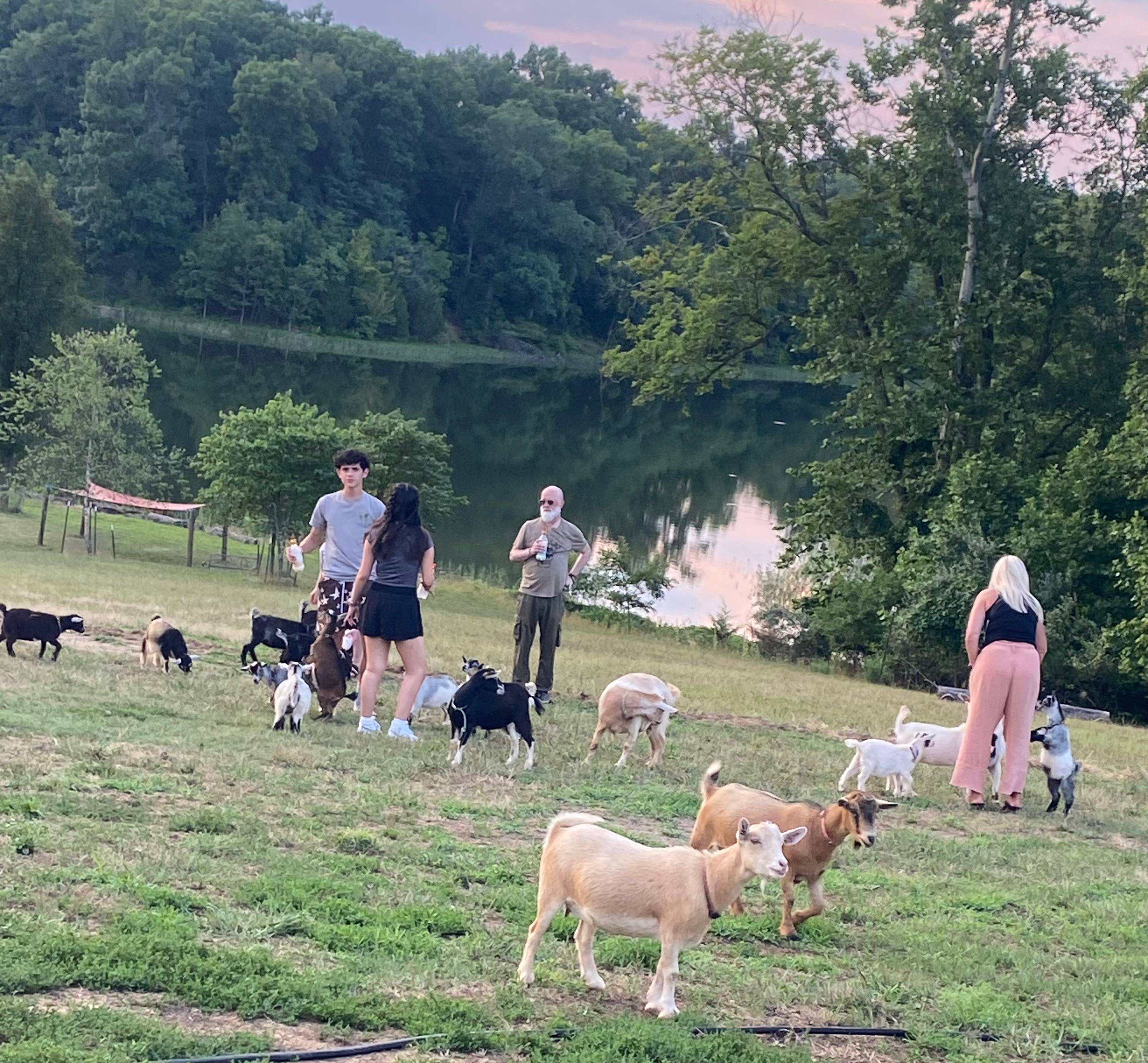 Little Goat Farm at the Lake