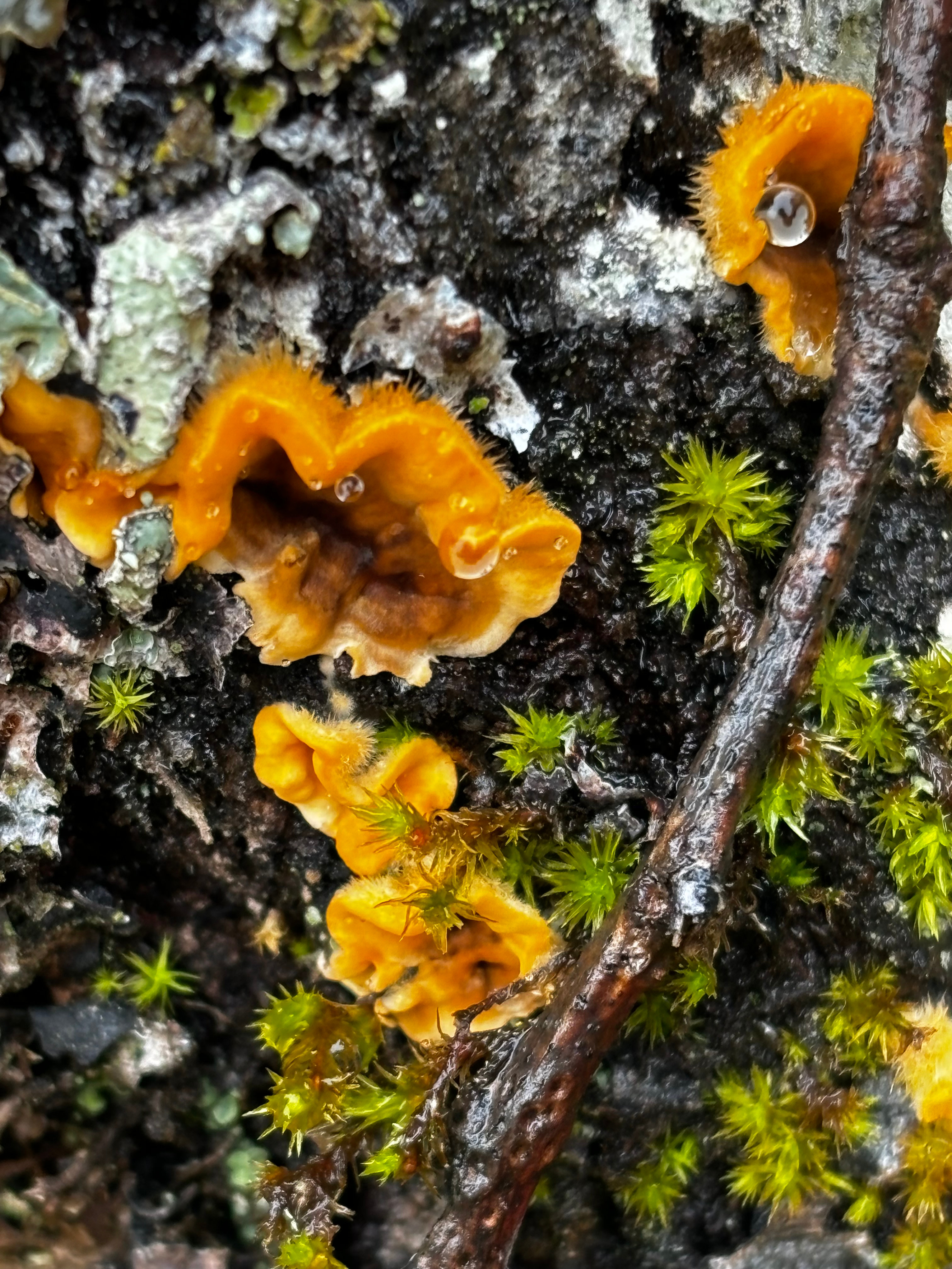 Wild mushrooms Grow around the property