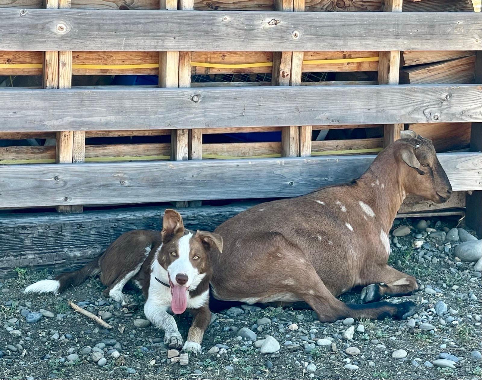 Windy Basin Ranch Camp