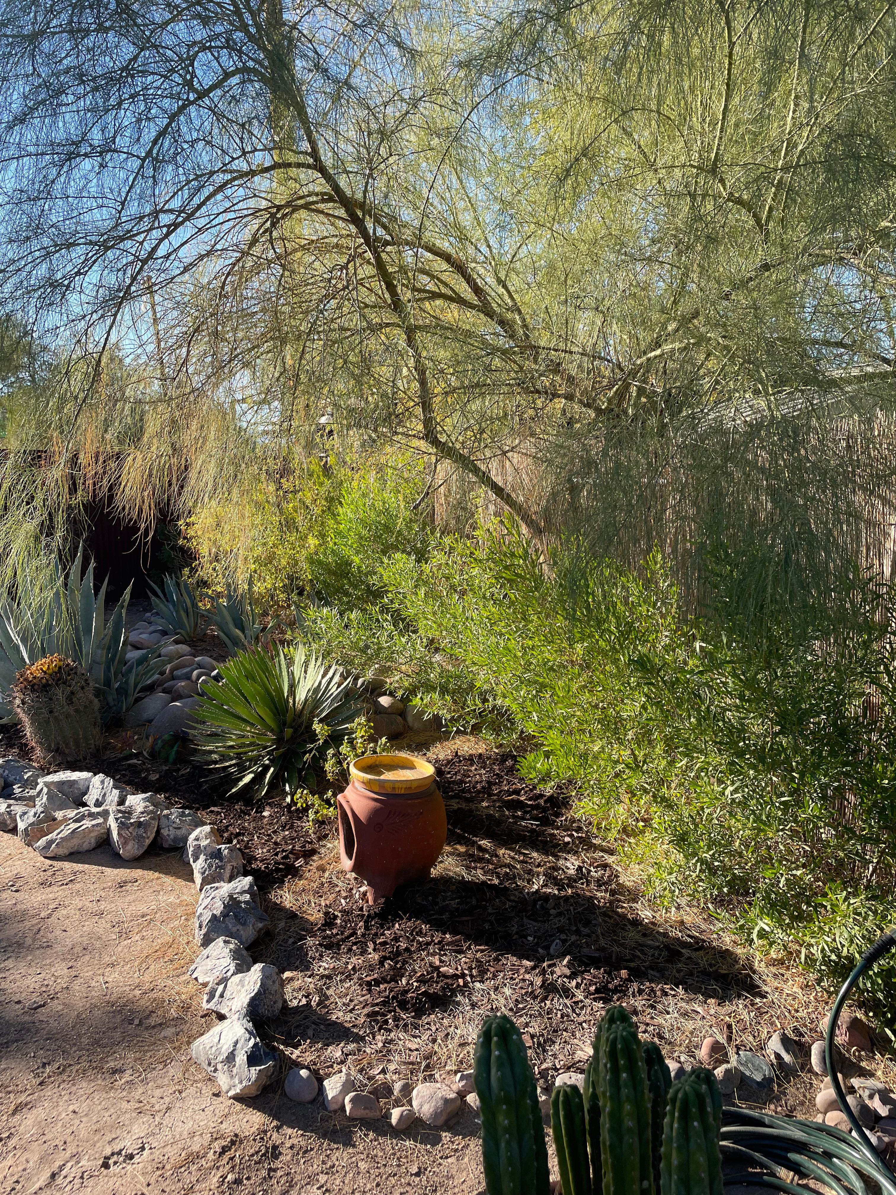 Cacti is set in a desert friendly garden (Xeriscape) with a backdrop of narrow leaf hop bushes and more.  