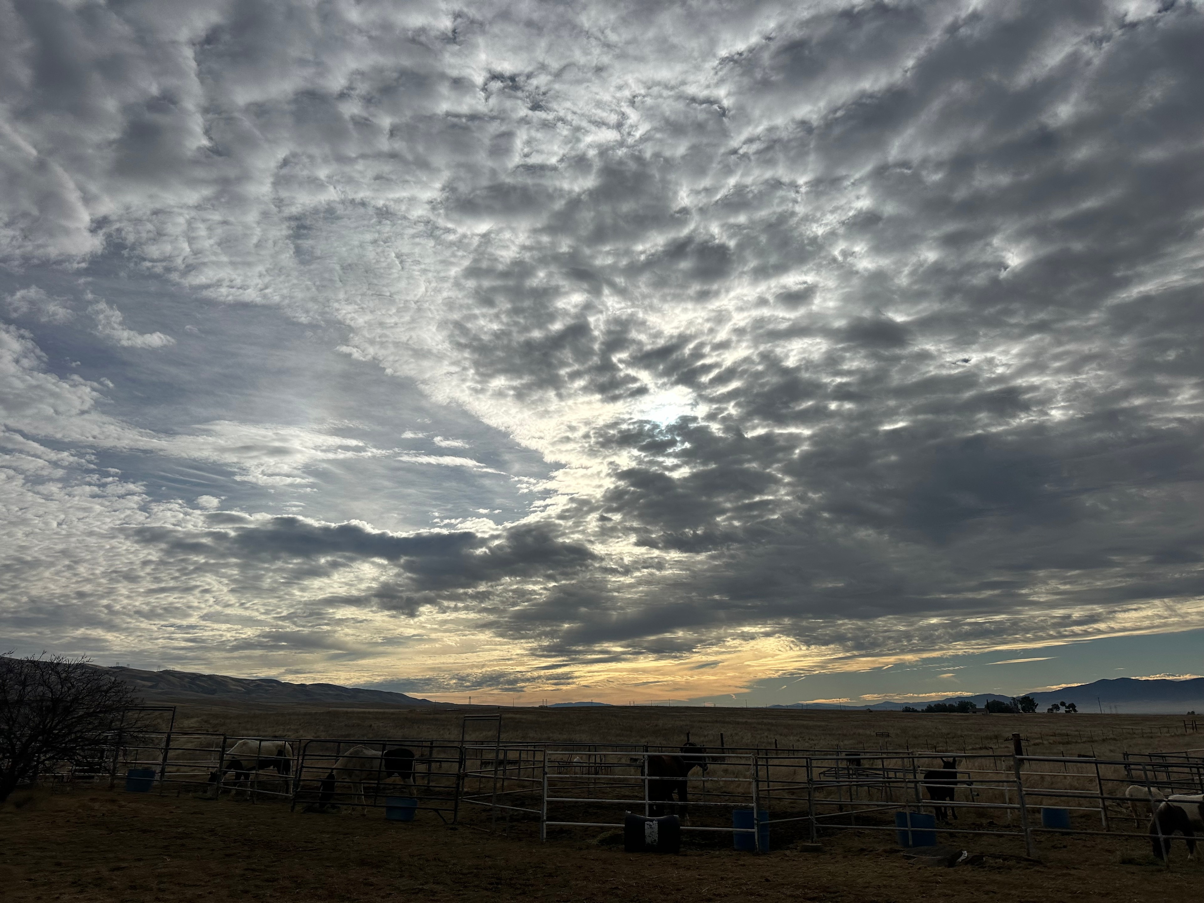 Wild Winds Rescue Ranch