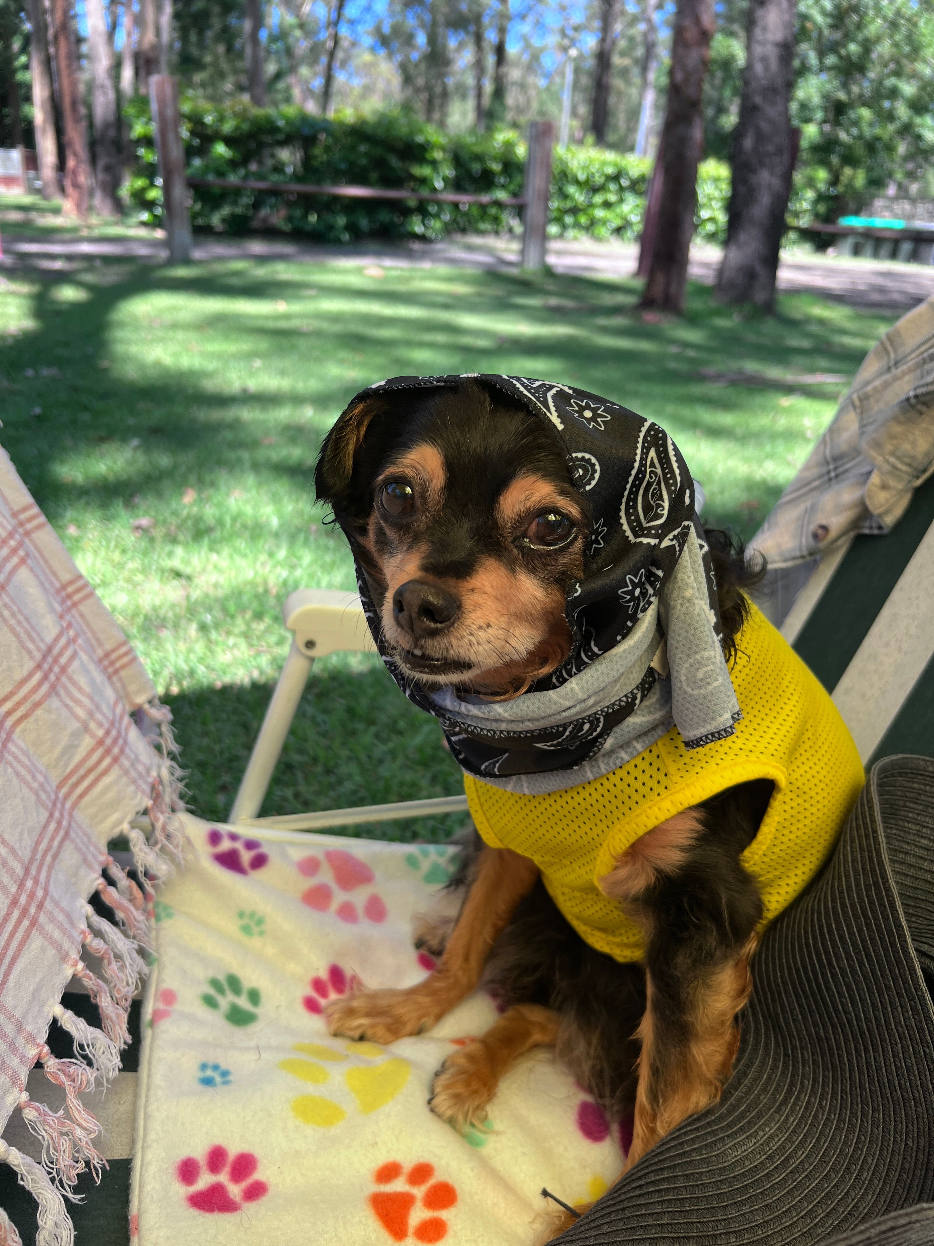 Mistinthegumtrees BUDGET 2 GLAMPING