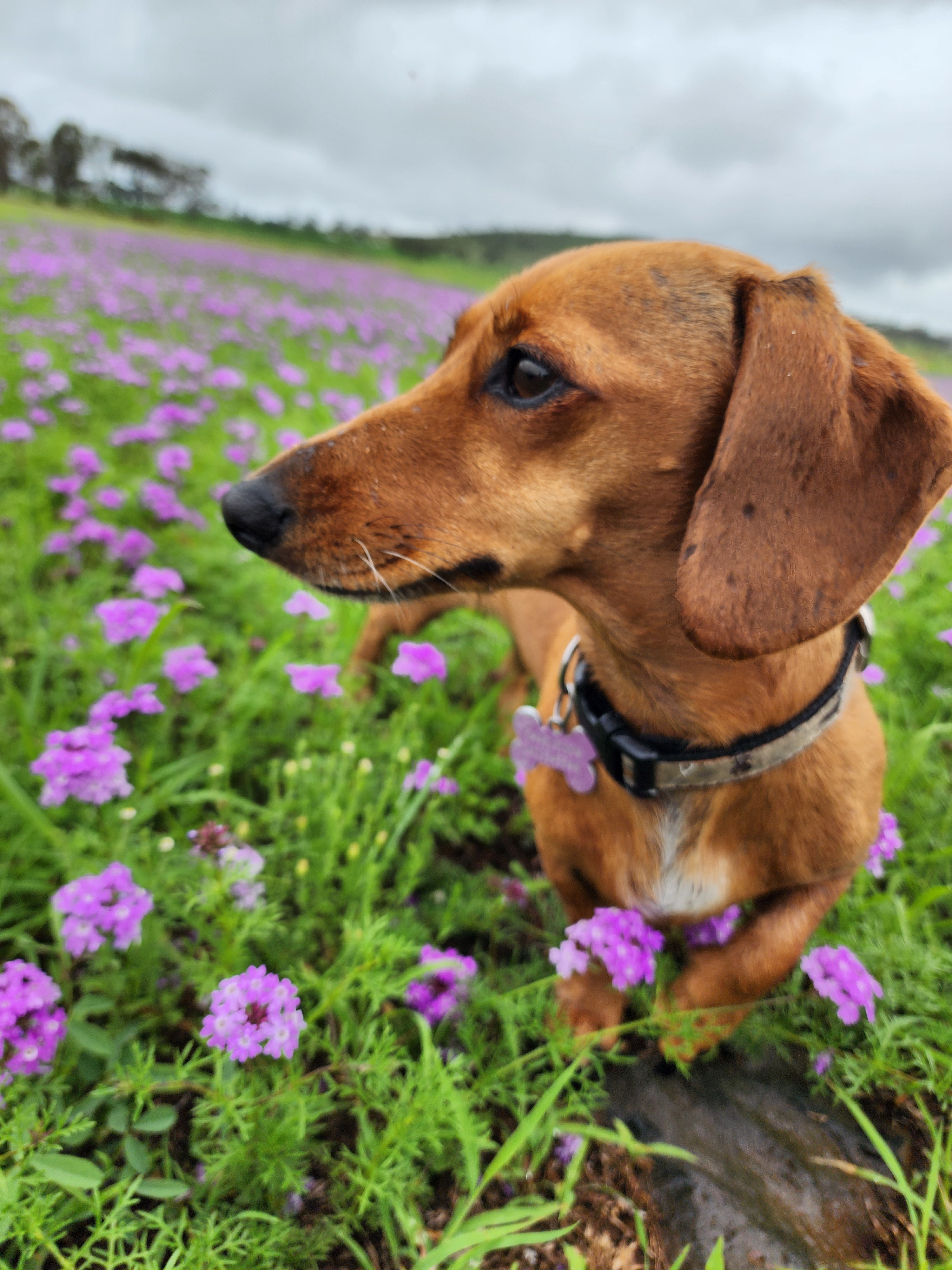 Park Up Westbrook @ Rengaw Ridge