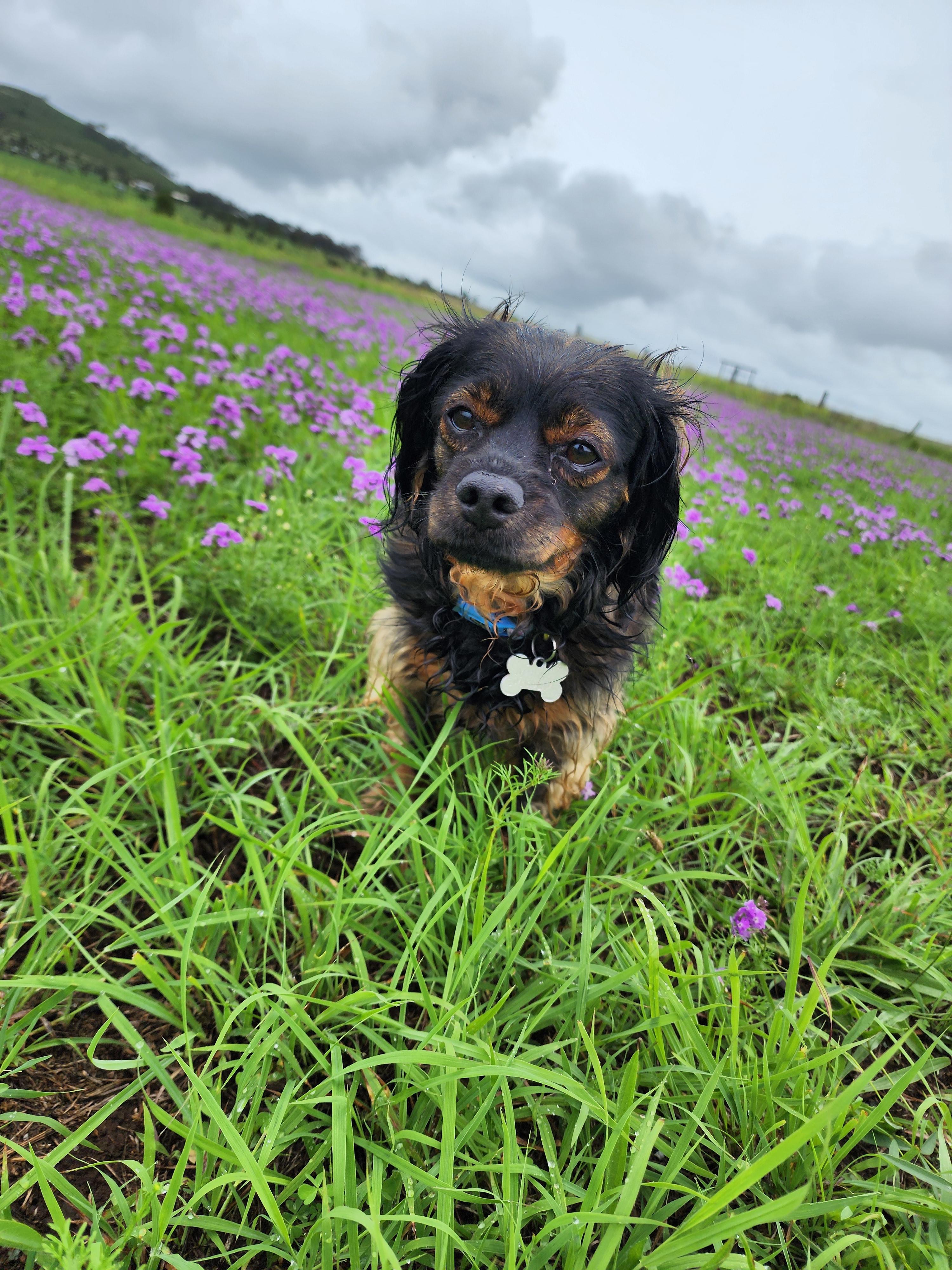 Park Up Westbrook @ Rengaw Ridge