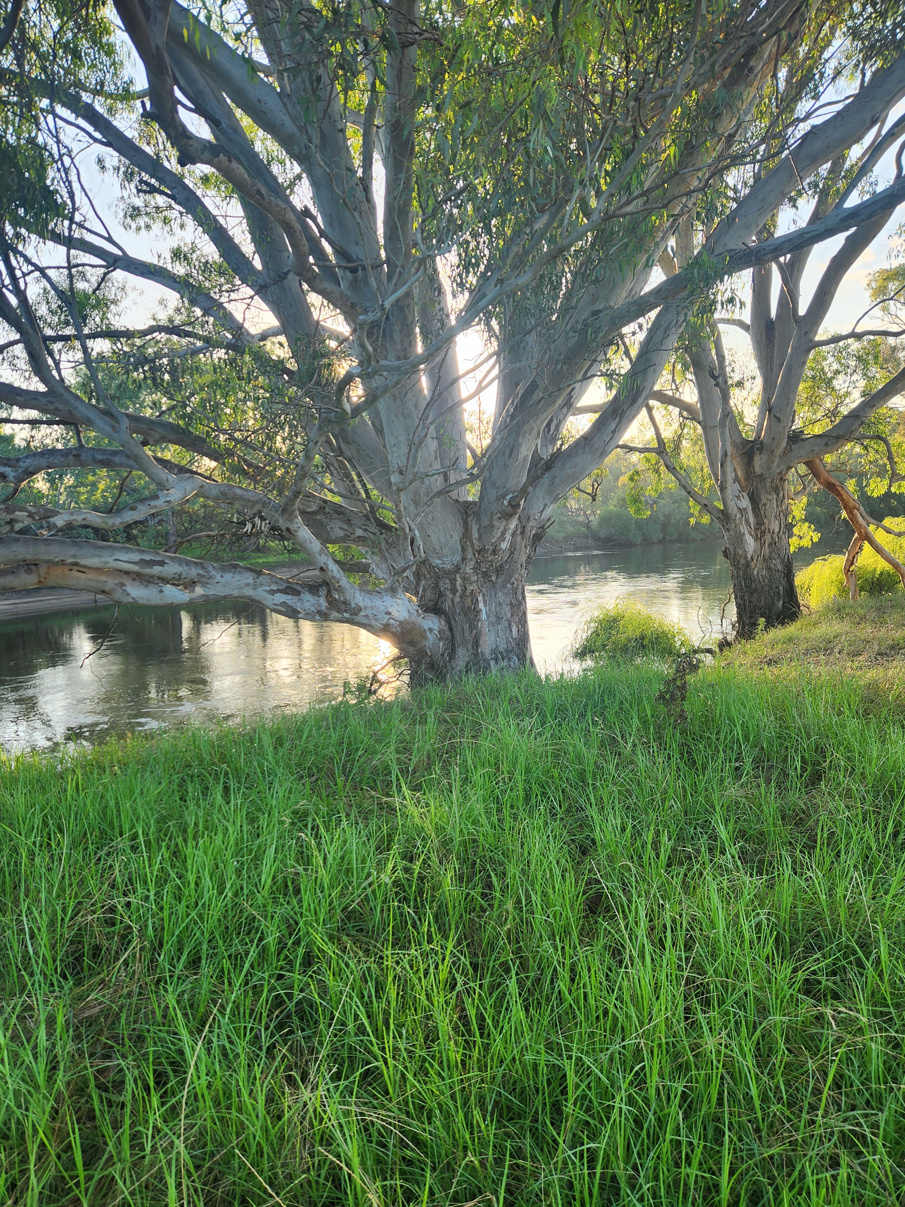 Willowbank on the Murray
