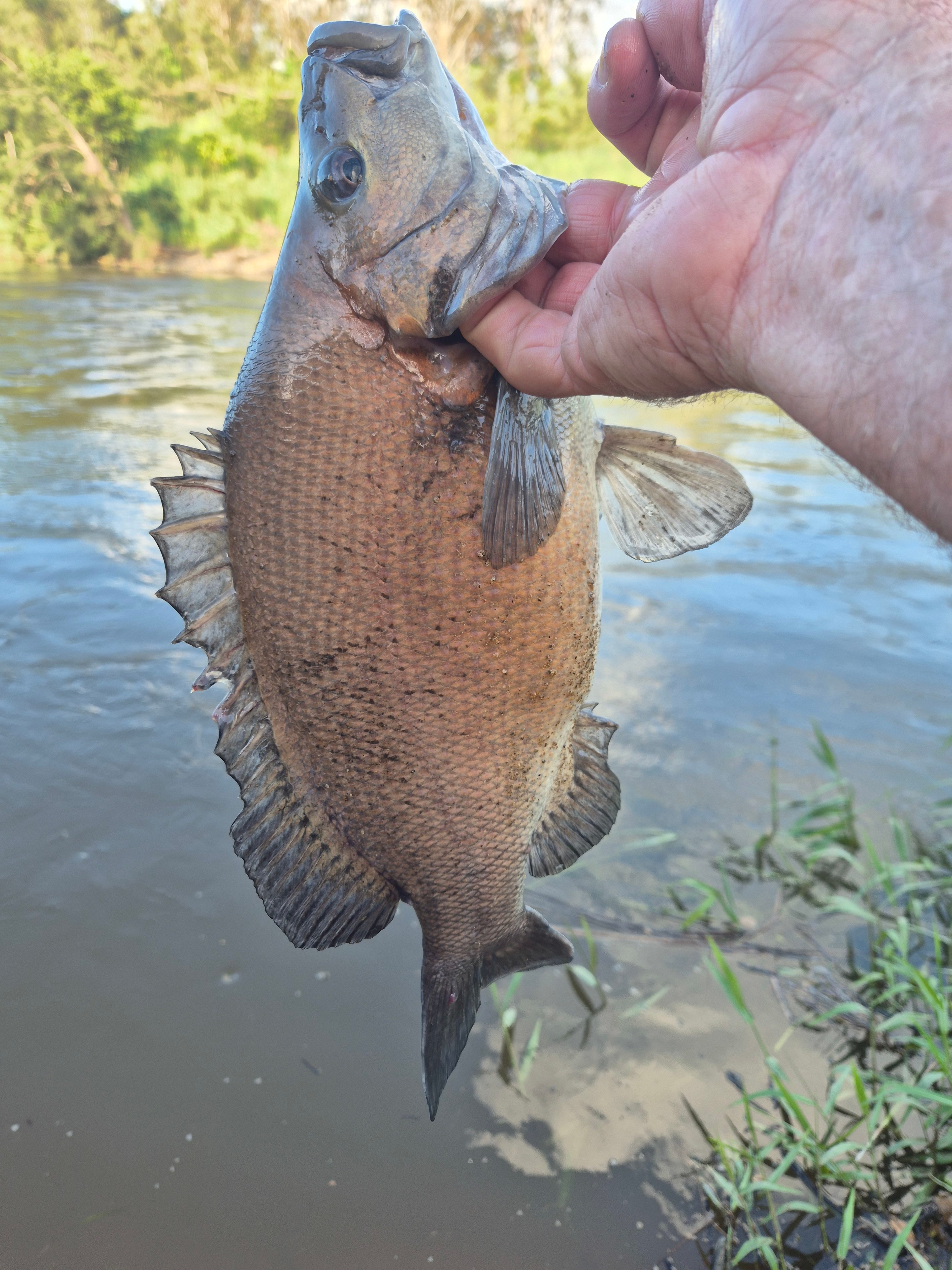Kenilworth Rural Camping