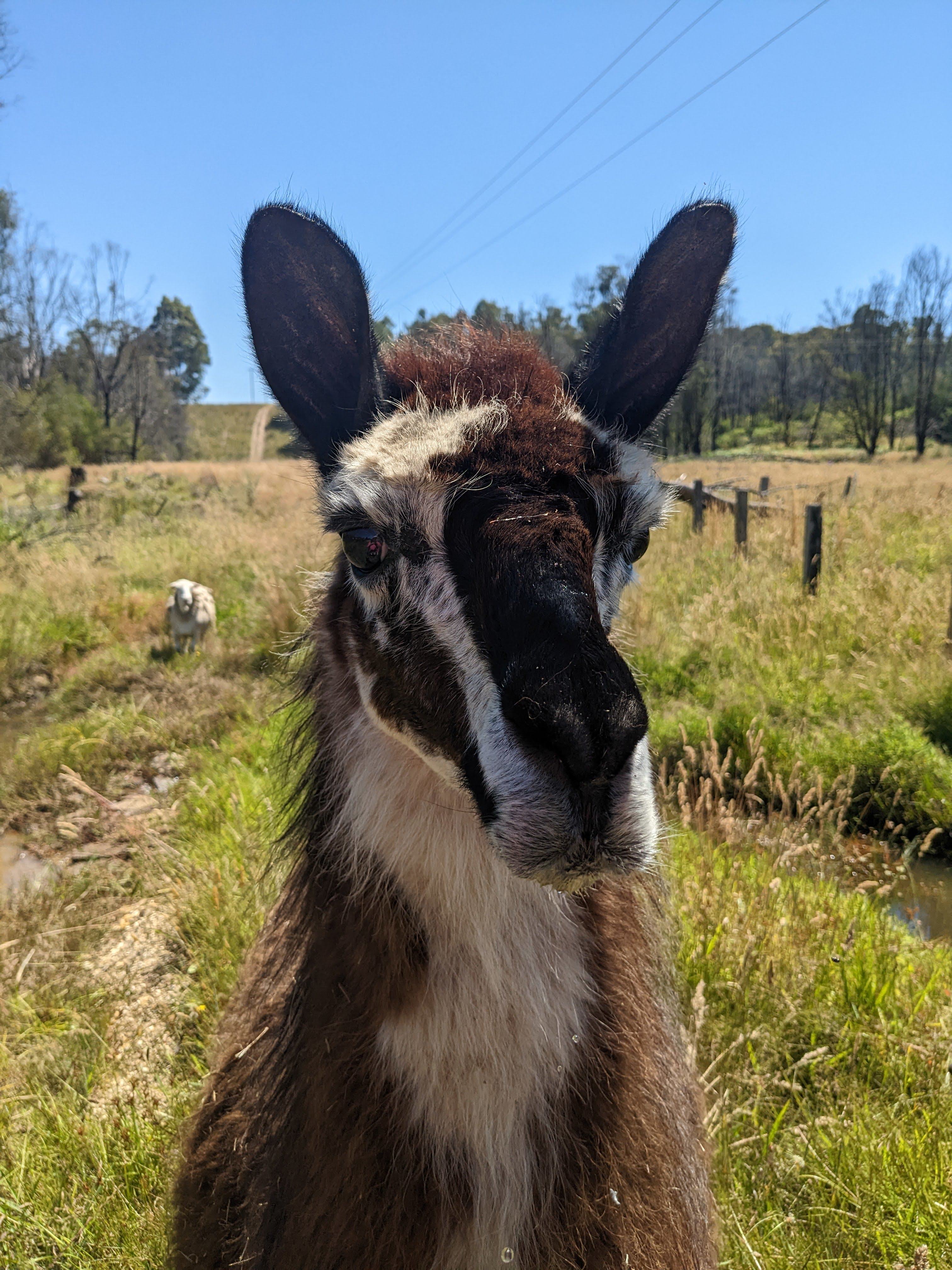 Little Paddocks Mogo