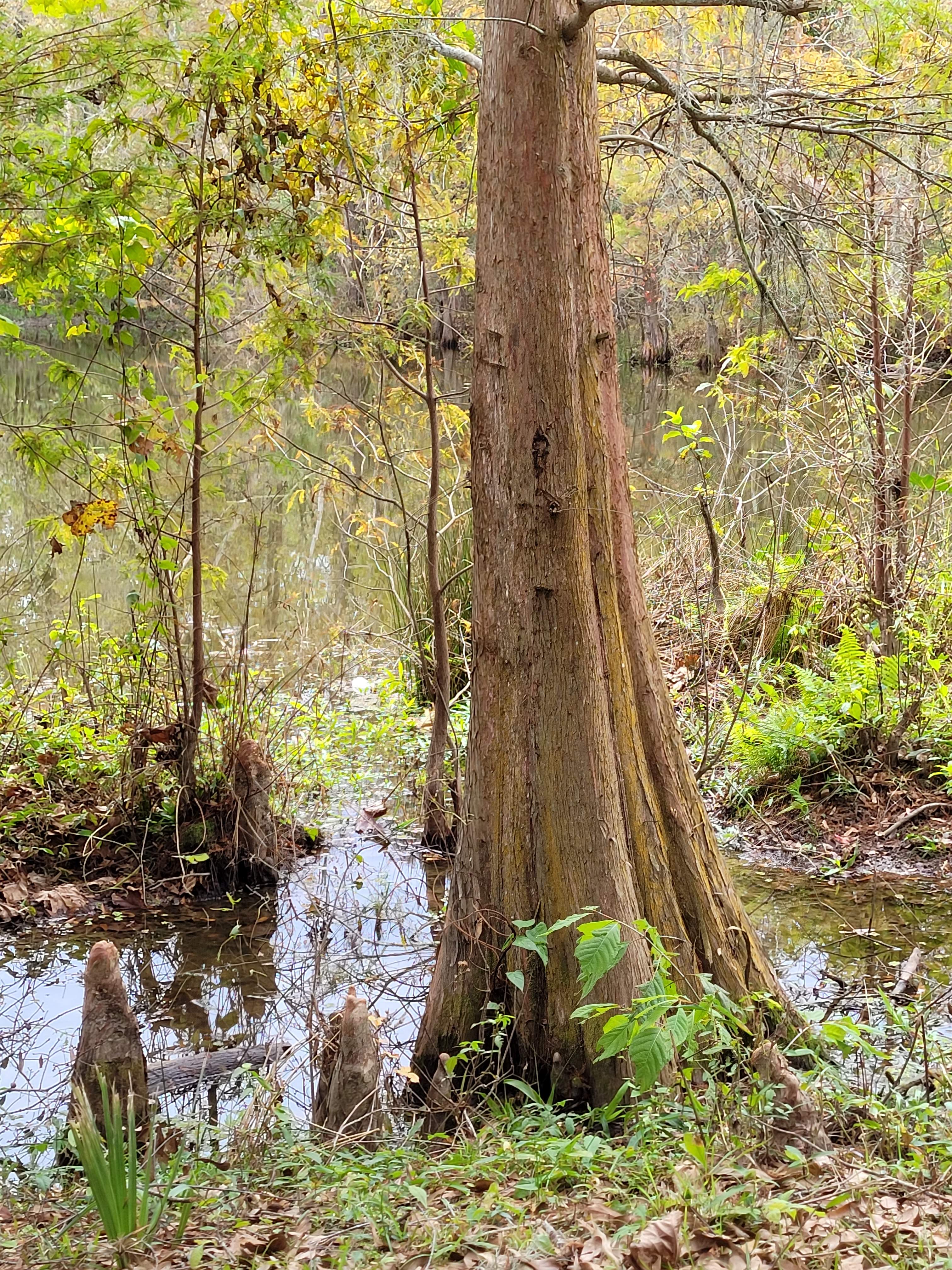 PYRAprotocol.com  Camping the Amite