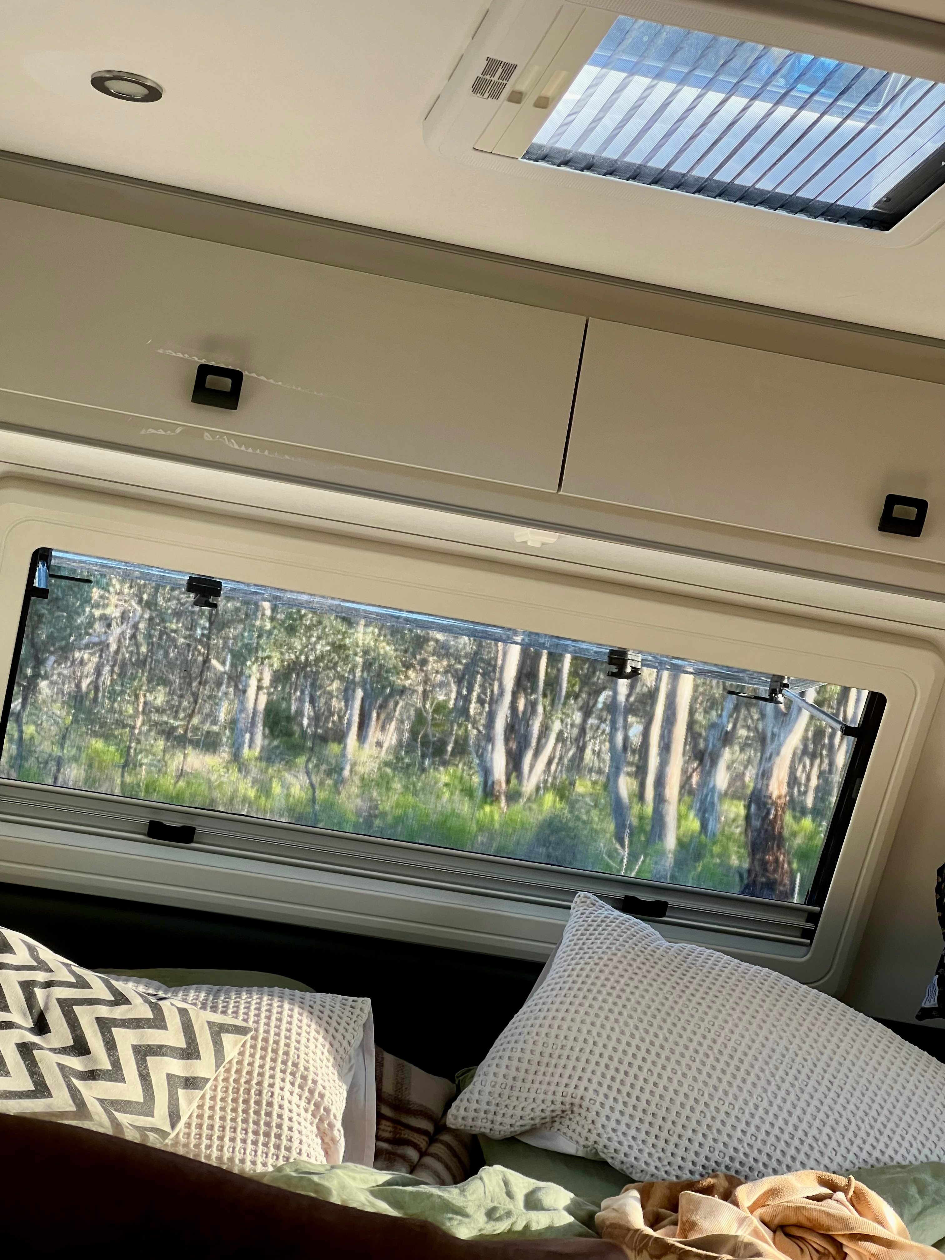 Forest view from inside the Van 