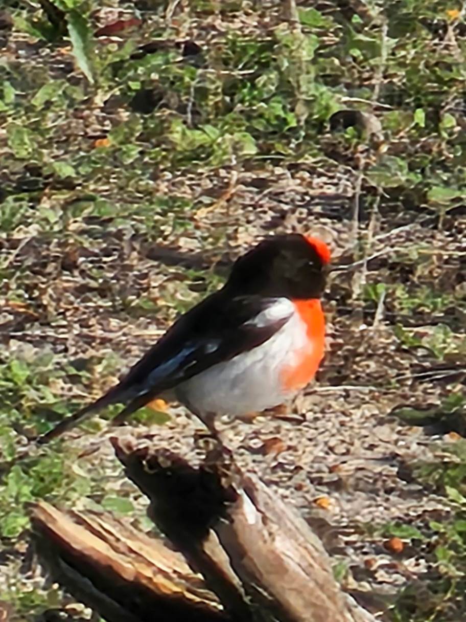 Tathra Park Farm Nolonger available