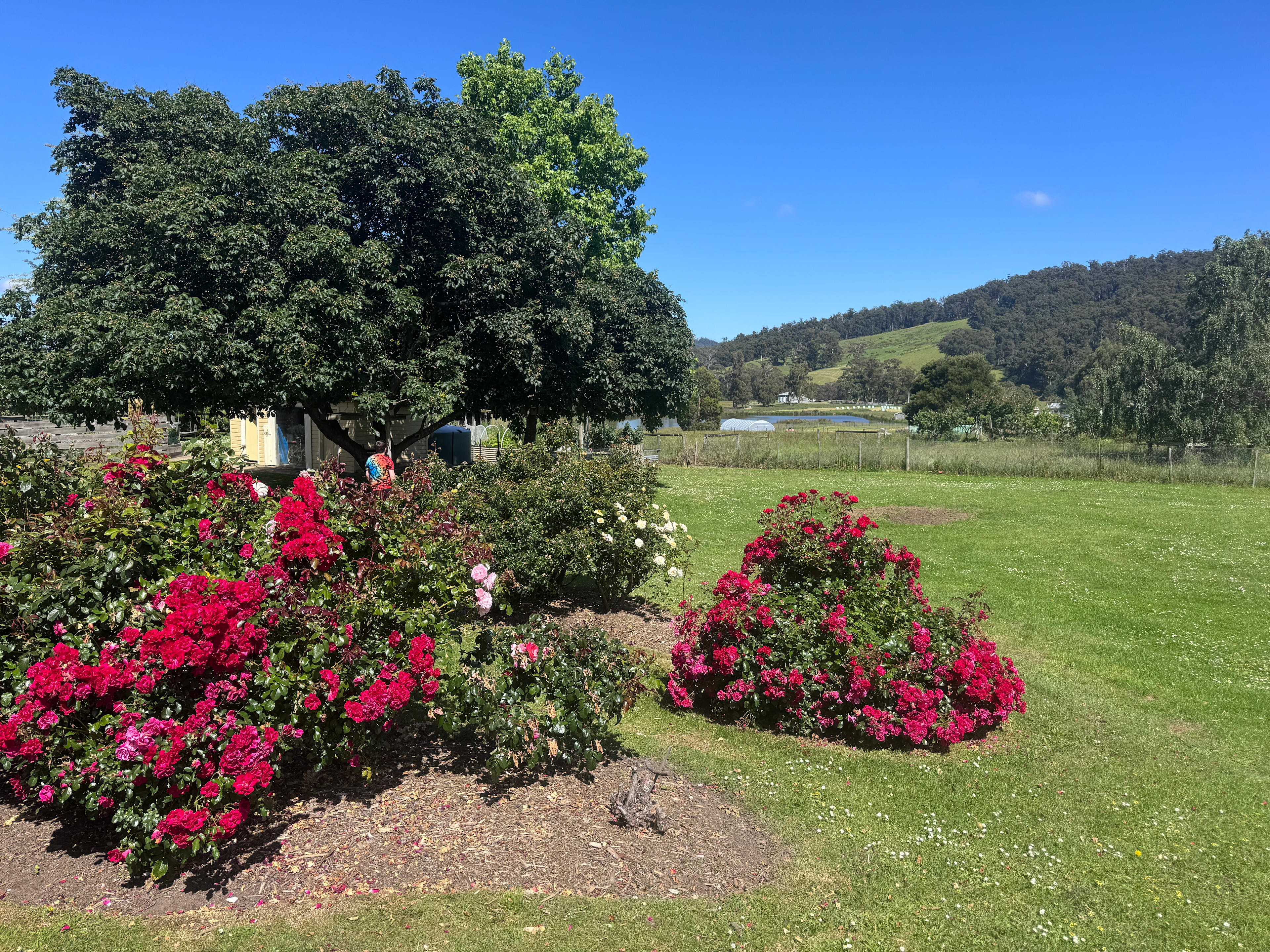 Misty mountain homestead