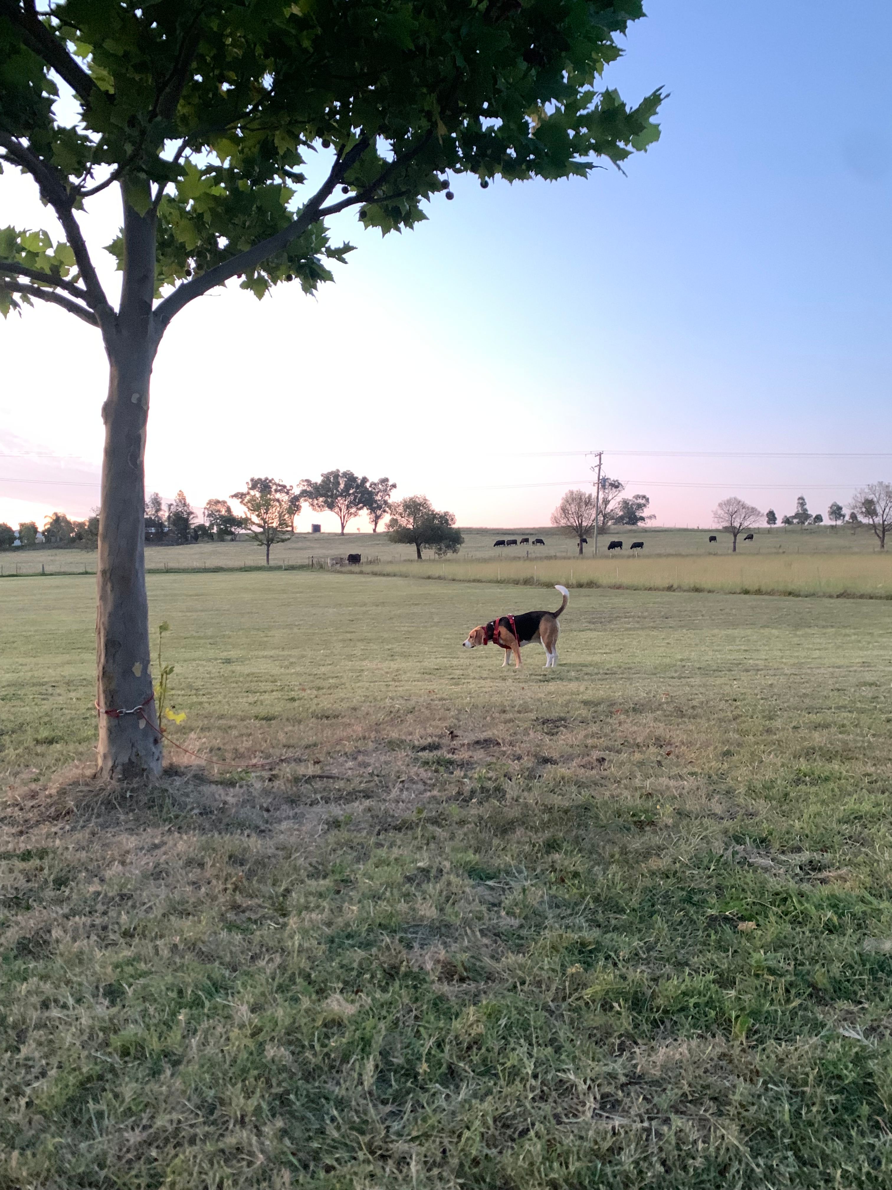 Canowindra Country Camp
