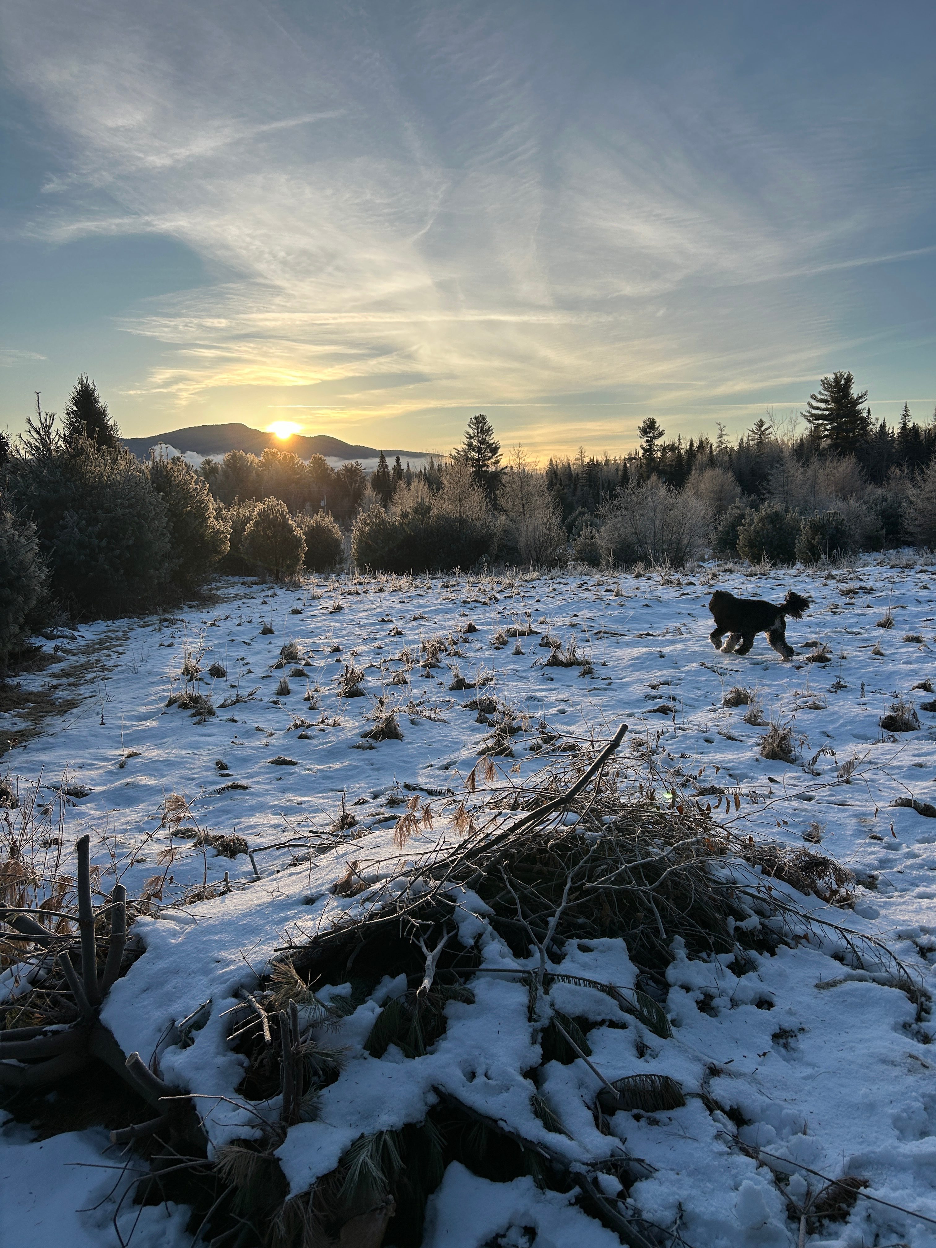 Wandering Pines Camping
