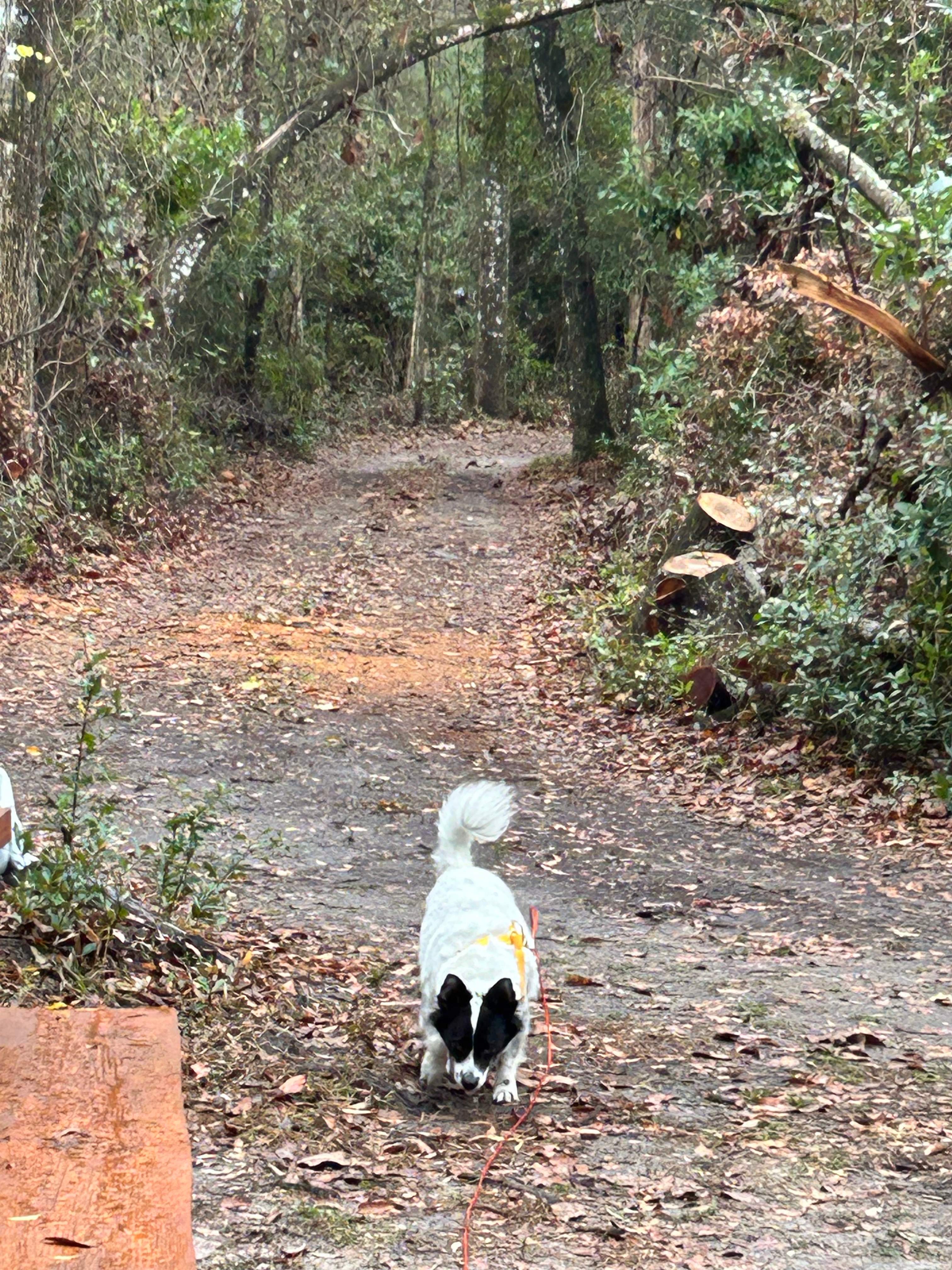 Secluded Wooded Campsite 🏕️