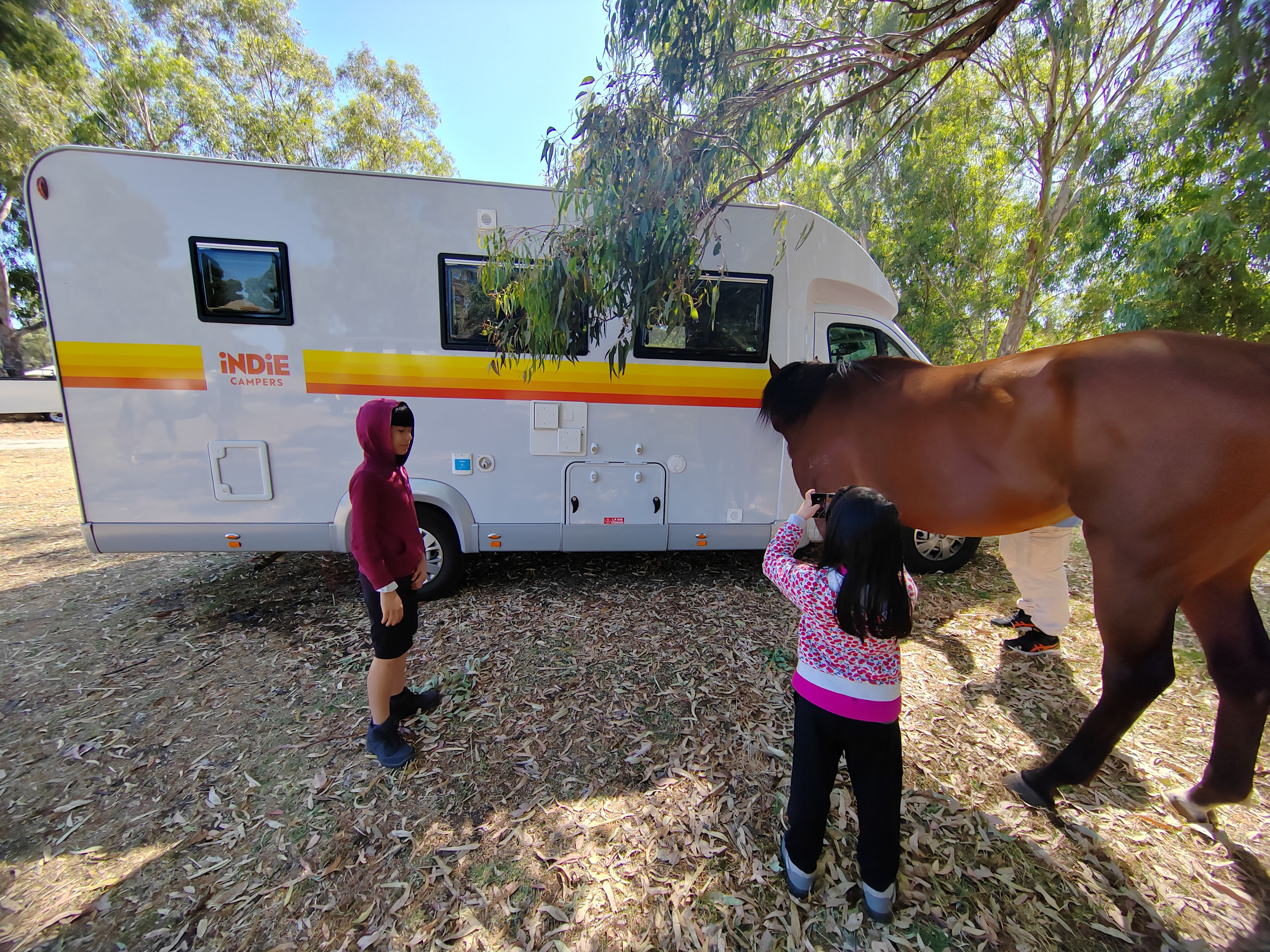 Everything Horses Ltd