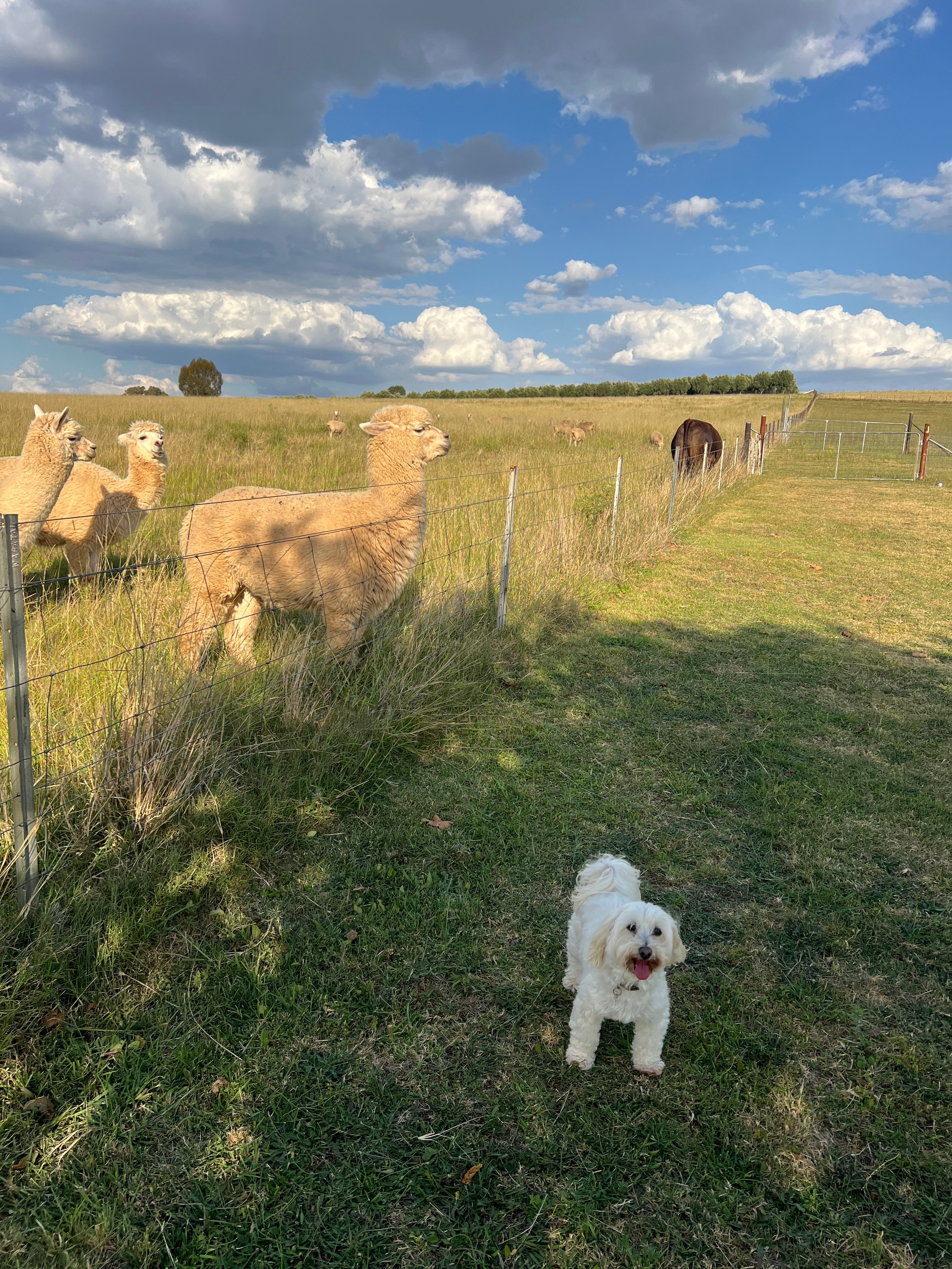 Canowindra Country Camp