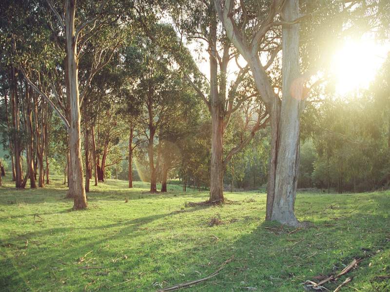 The Majestic Strzelecki Gum woodland supports a multitude of native birds and animals that seek the safety of tree hollows. Hear the baby kookaburras learning to sing their signature tune while you cook a camp breakfast.  