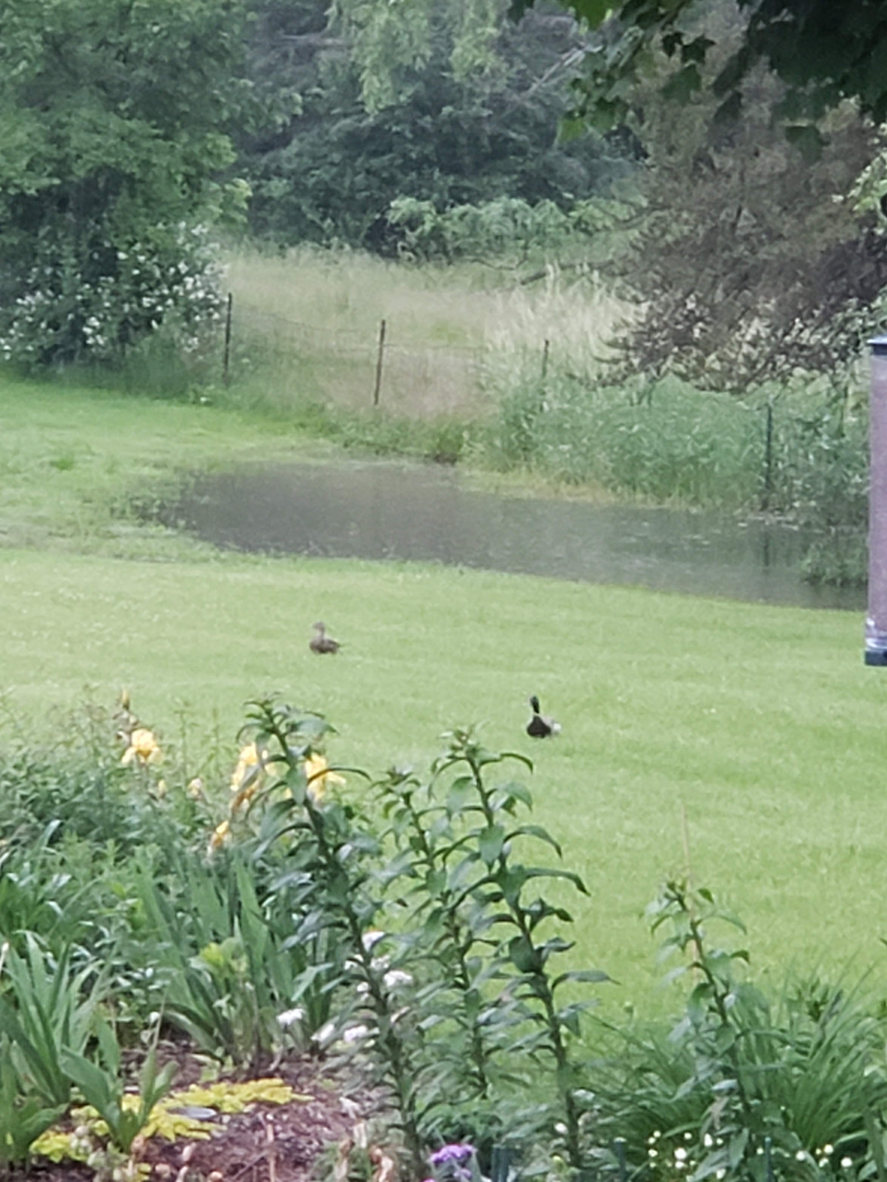 Urban Oasis  (adults only; no pets)