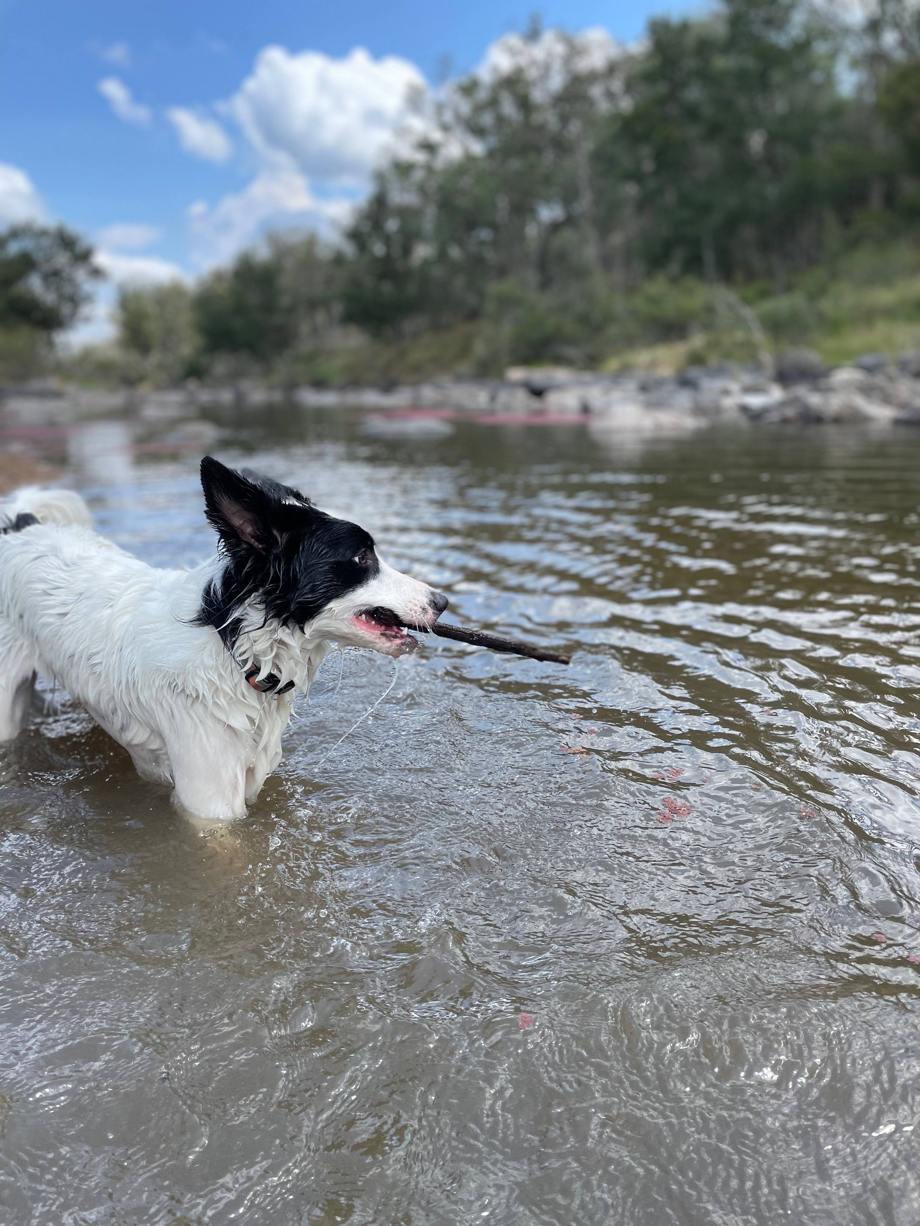 Kingfisher's Hut River Retreat
