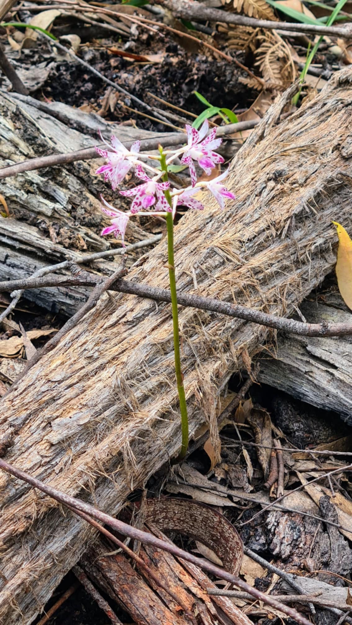 Silvertop Ash Bush Block