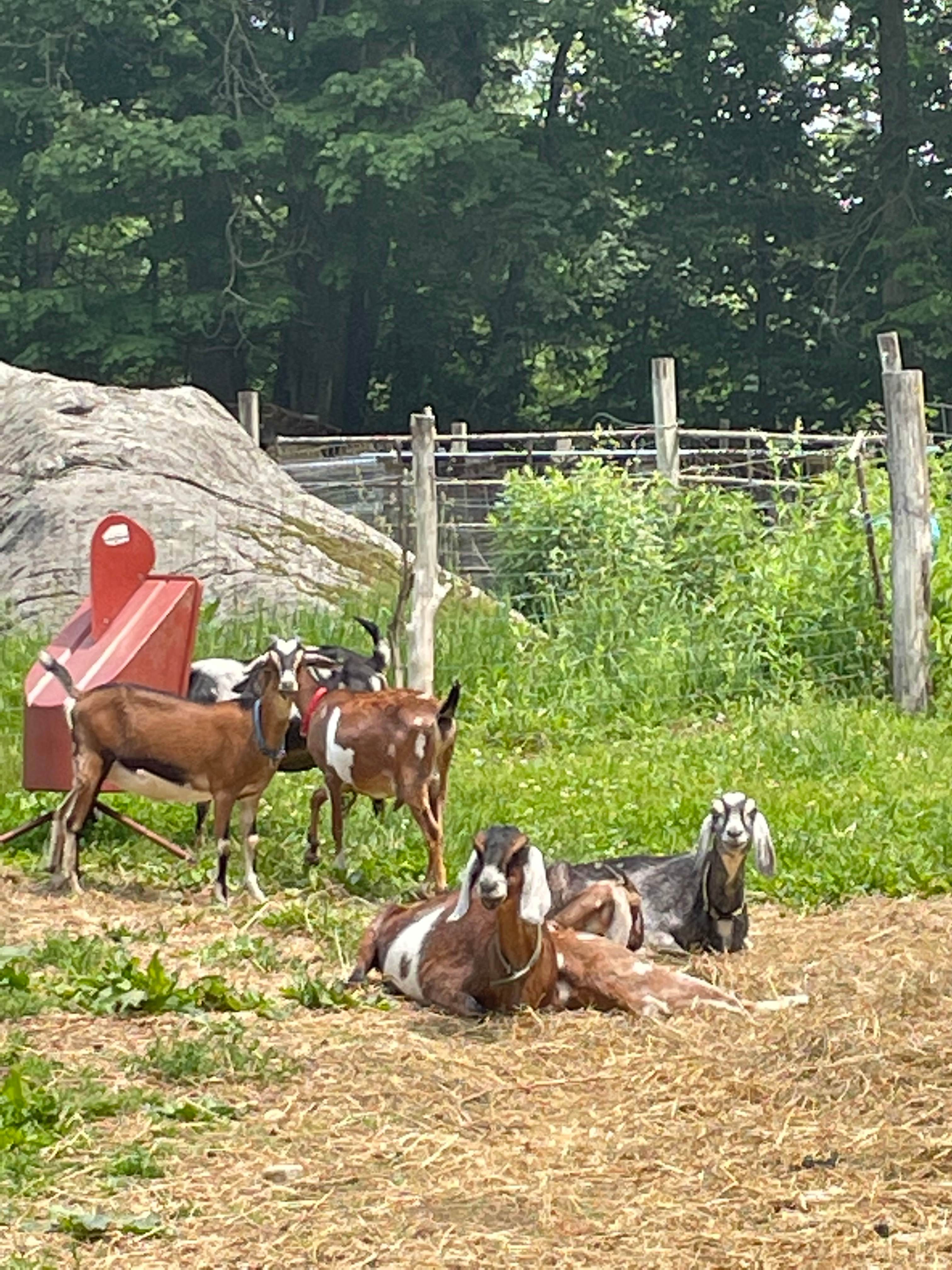 Dandelion Hill Farm Cottage