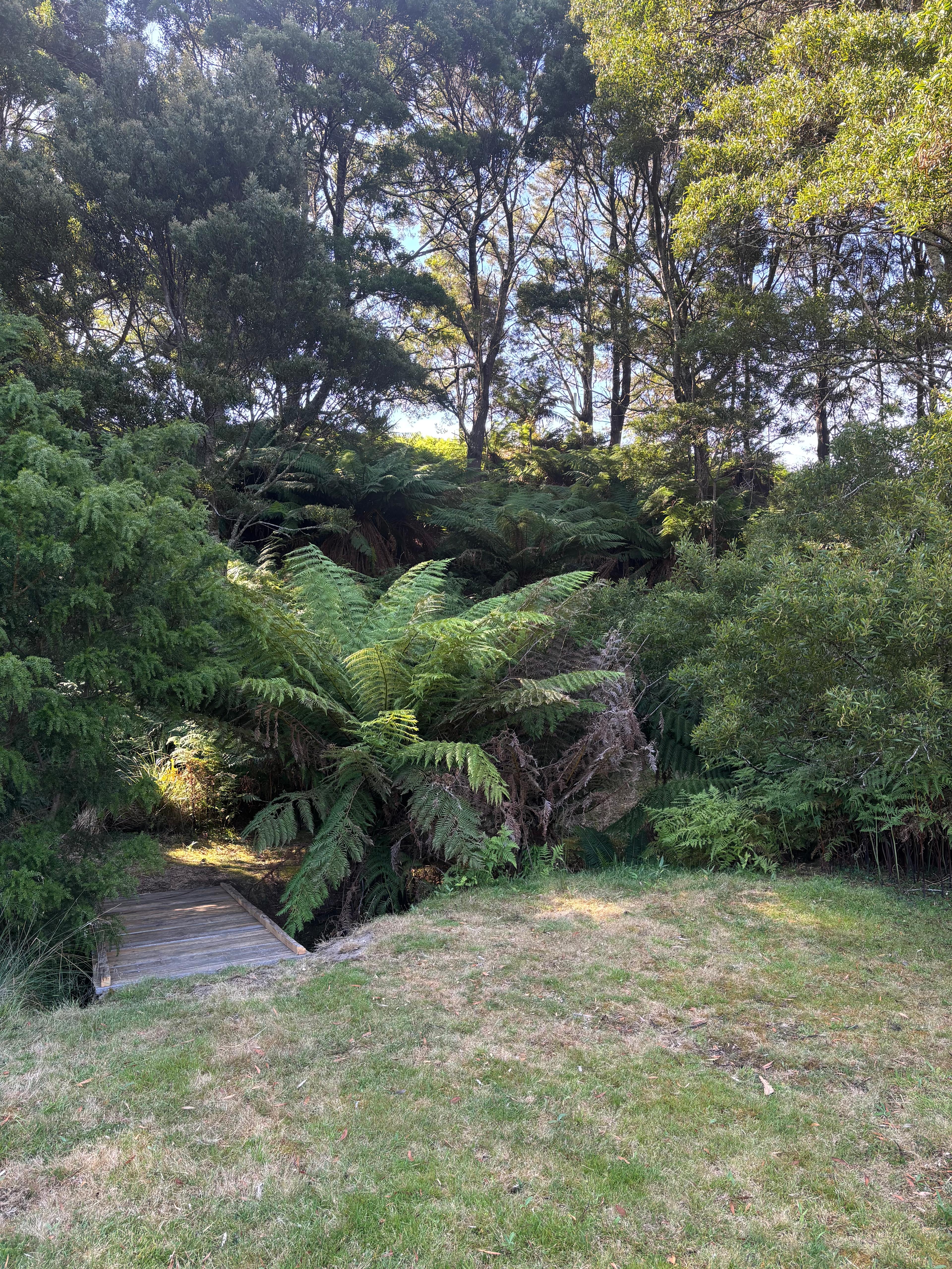 Cross the creek and explore amongst the beautiful Blackwood trees and Manferns. 