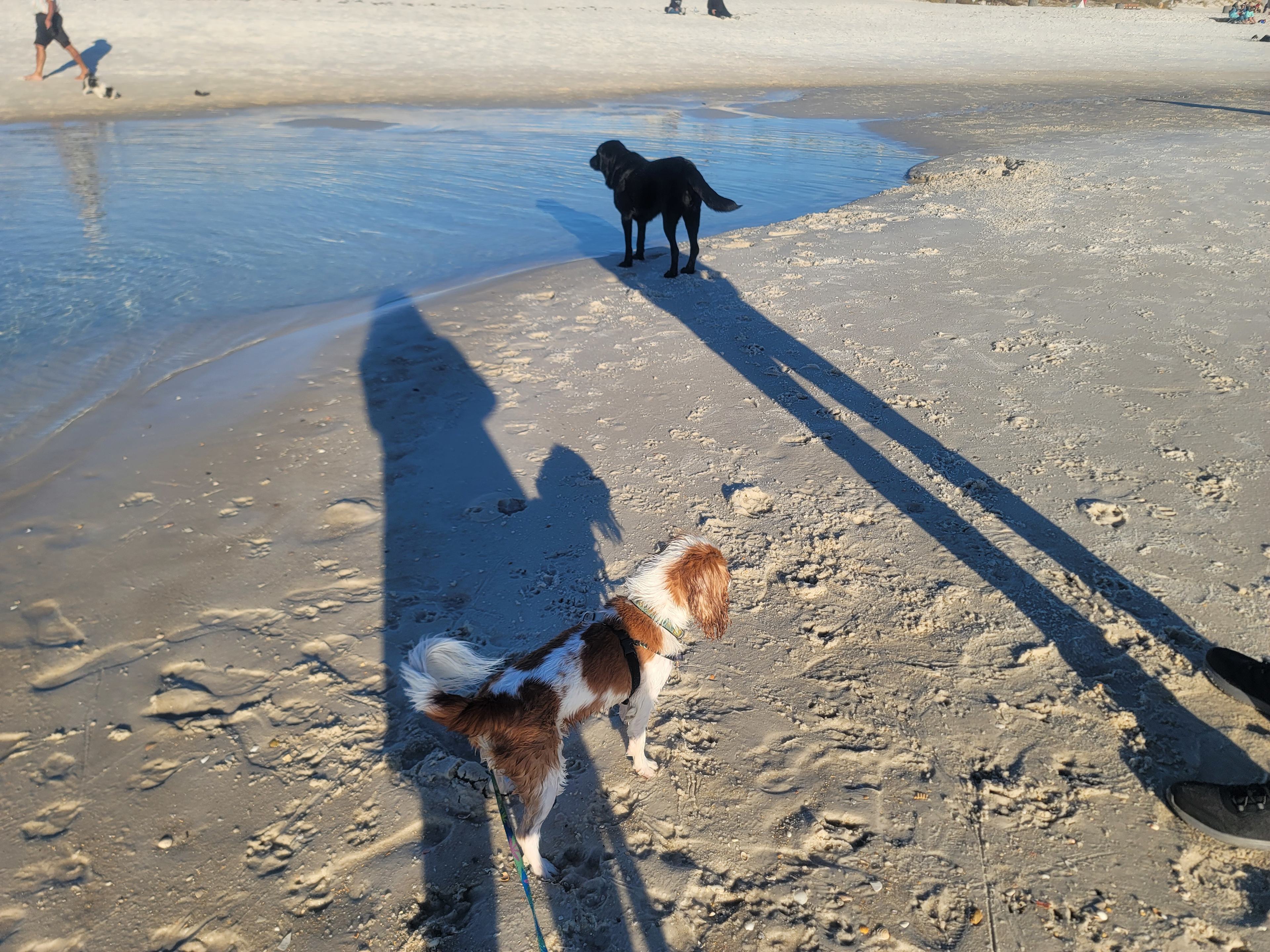 Country Camping At The Beach